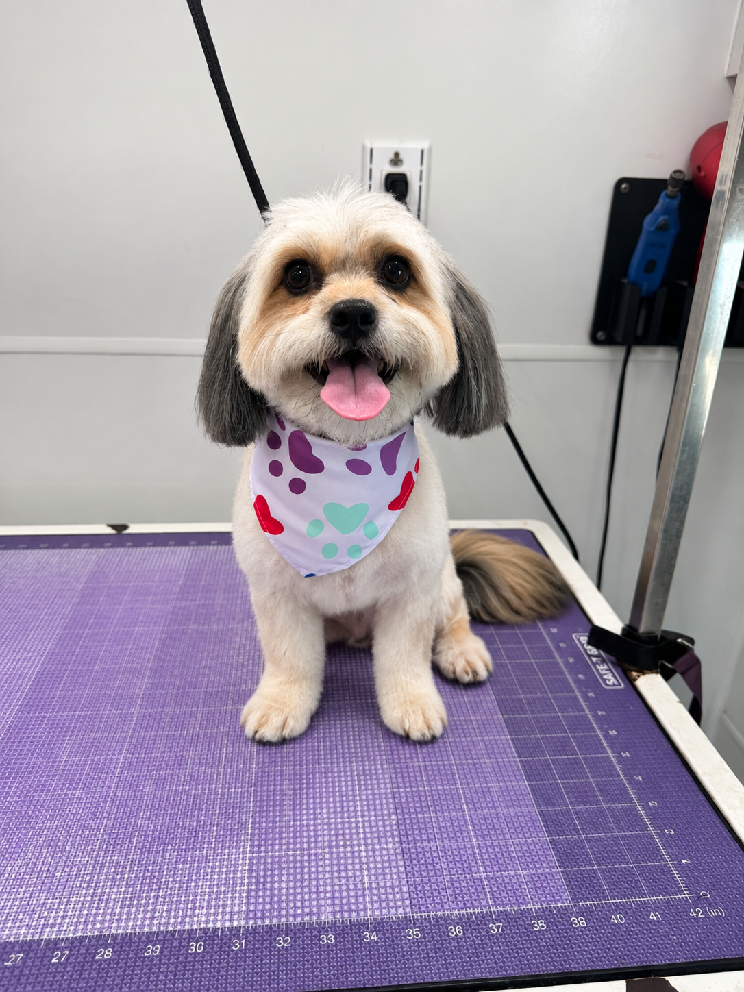 Happy dog after full grooming haircut