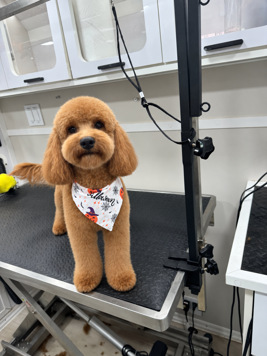 Freshly groomed happy dog with a cute accessory in the grooming van