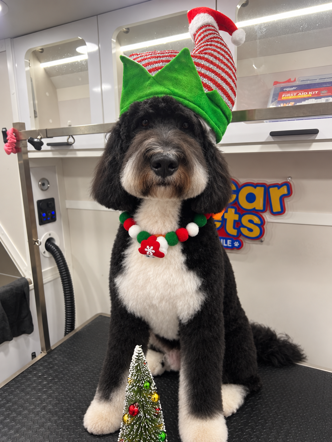 Happy dog owner requesting a grooming appointment on their phone