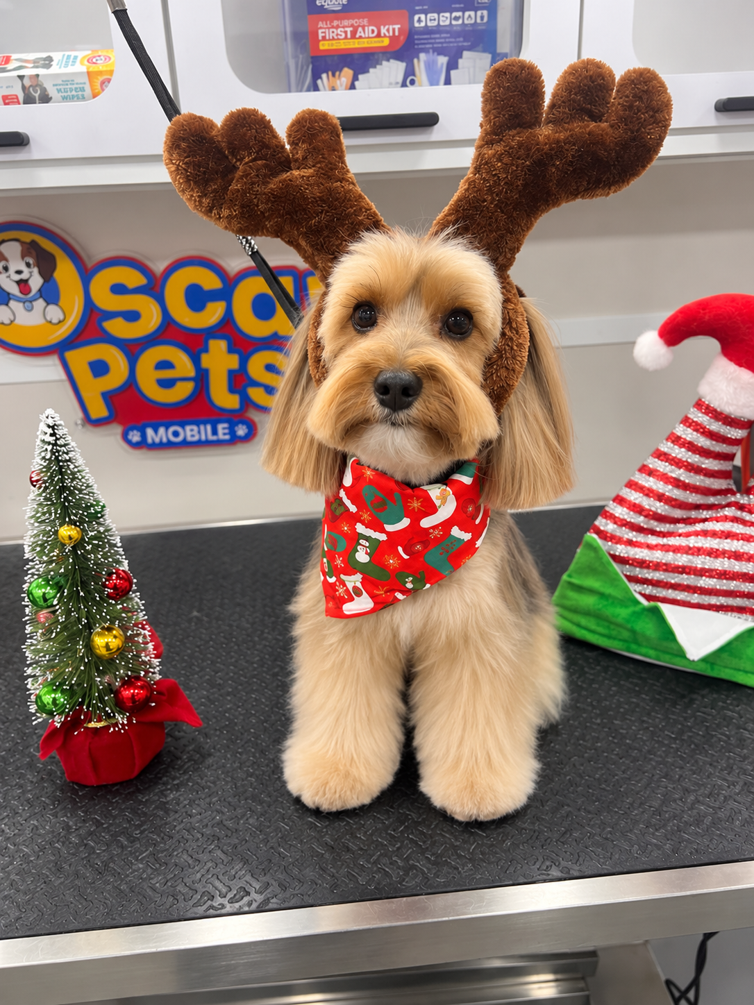 Beautifully groomed dog with a fresh tailored haircut