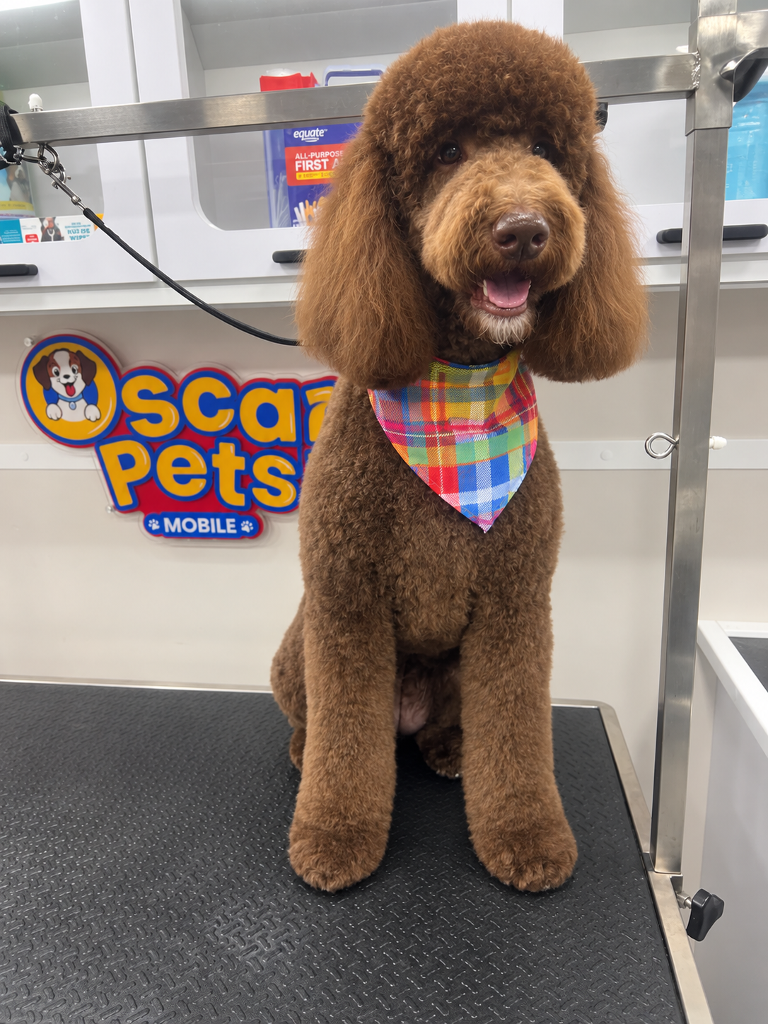 Small dog being bathed in the Oscar Pets Mobile grooming van