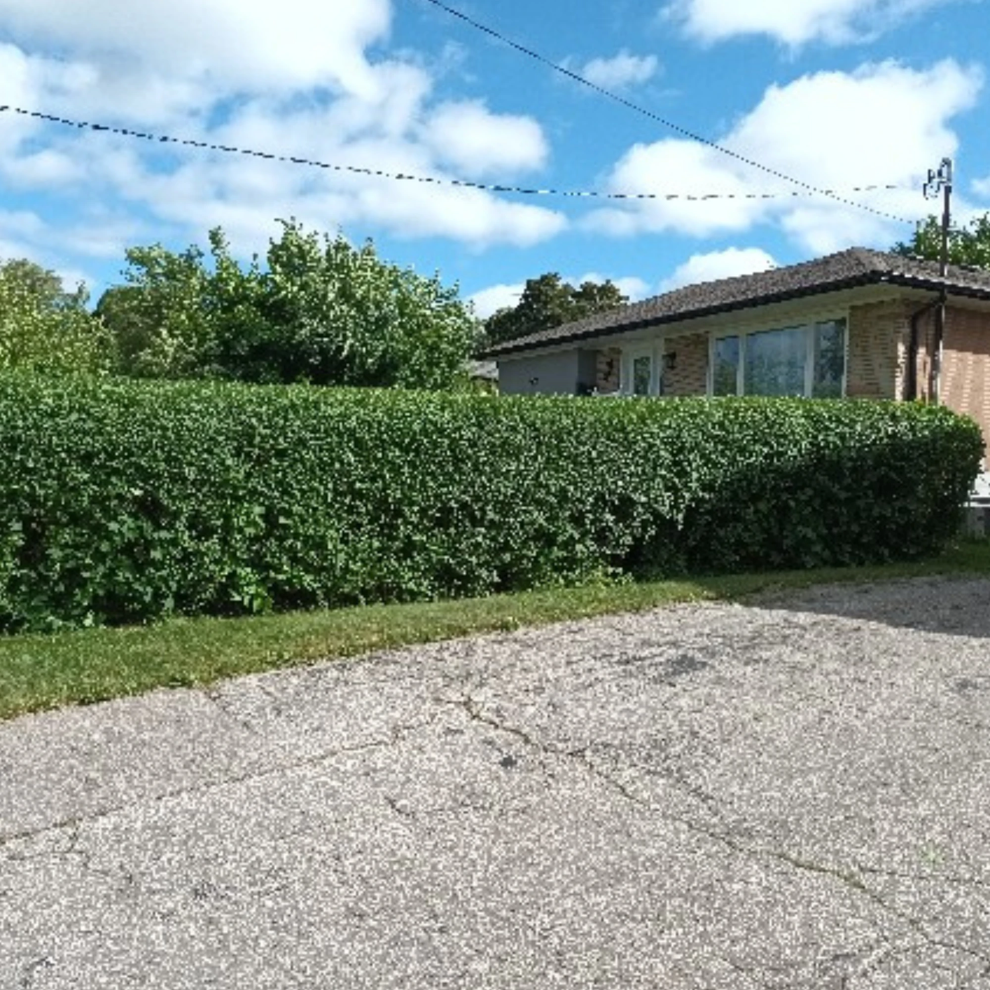 Hedge Trimming in Oakville and Mississauga