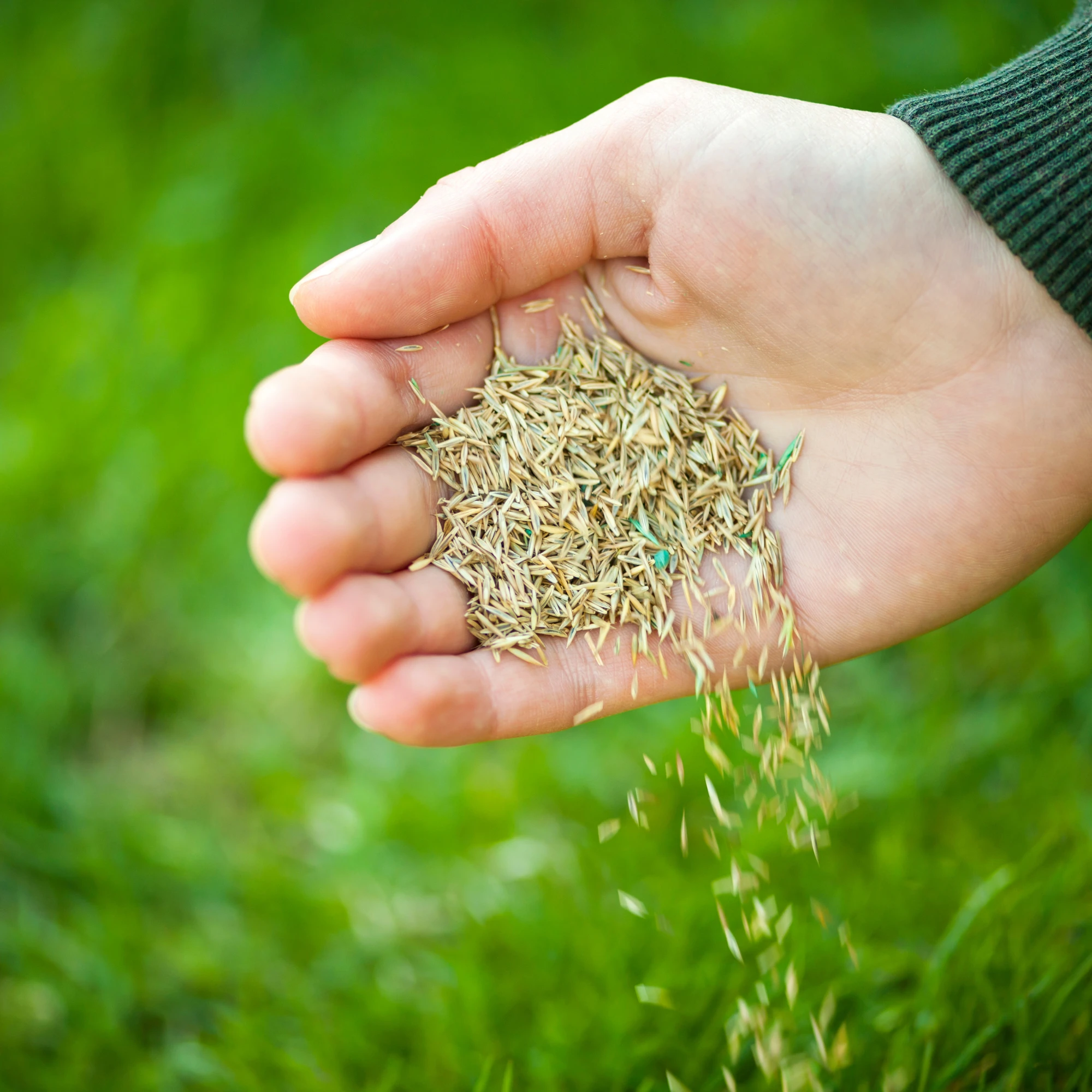 Aeration & Overseeding in Oakville and Mississauga