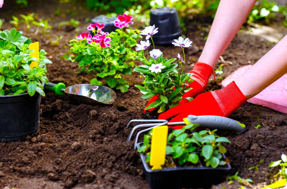 Medicine in Soil