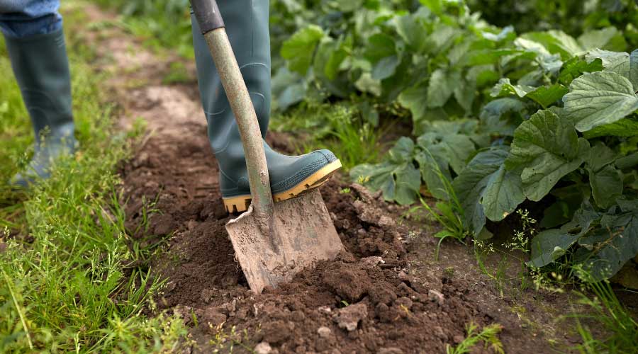 Tend to Fresh Soil