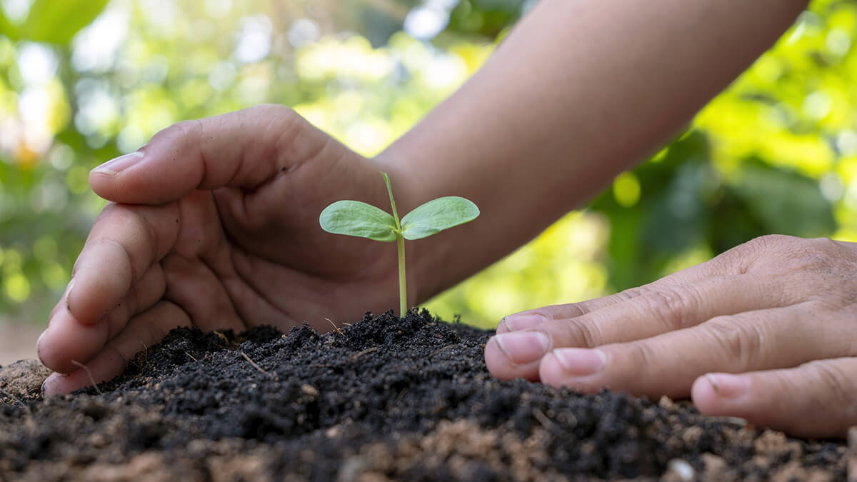 Planting in Fresh Soil