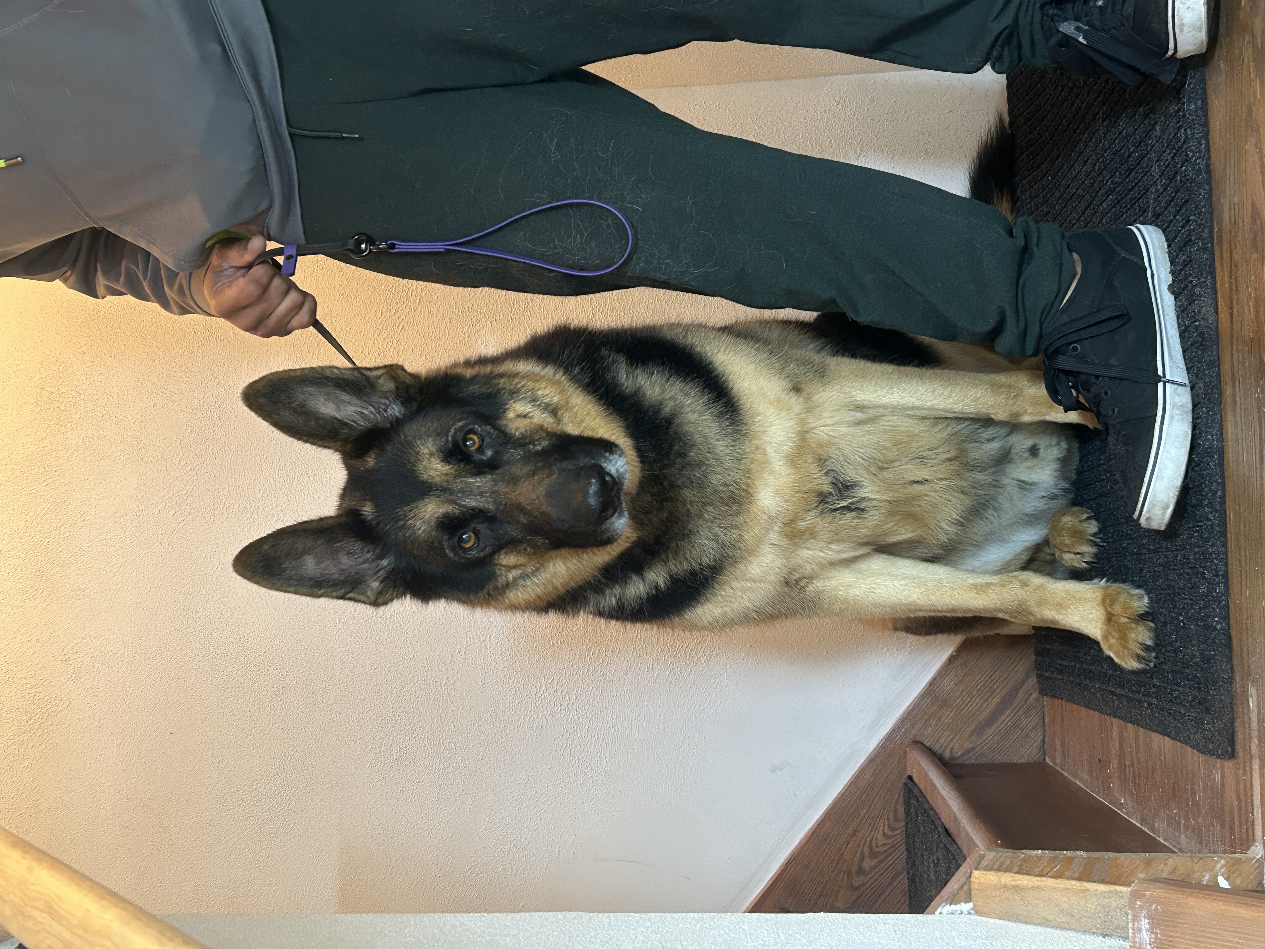 Sewickley Full Service Dog Grooming