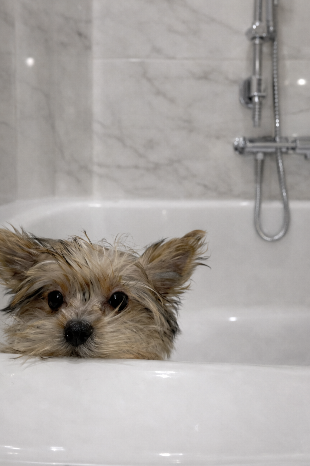 Wexford Haircuts & Breed-Specific Styling