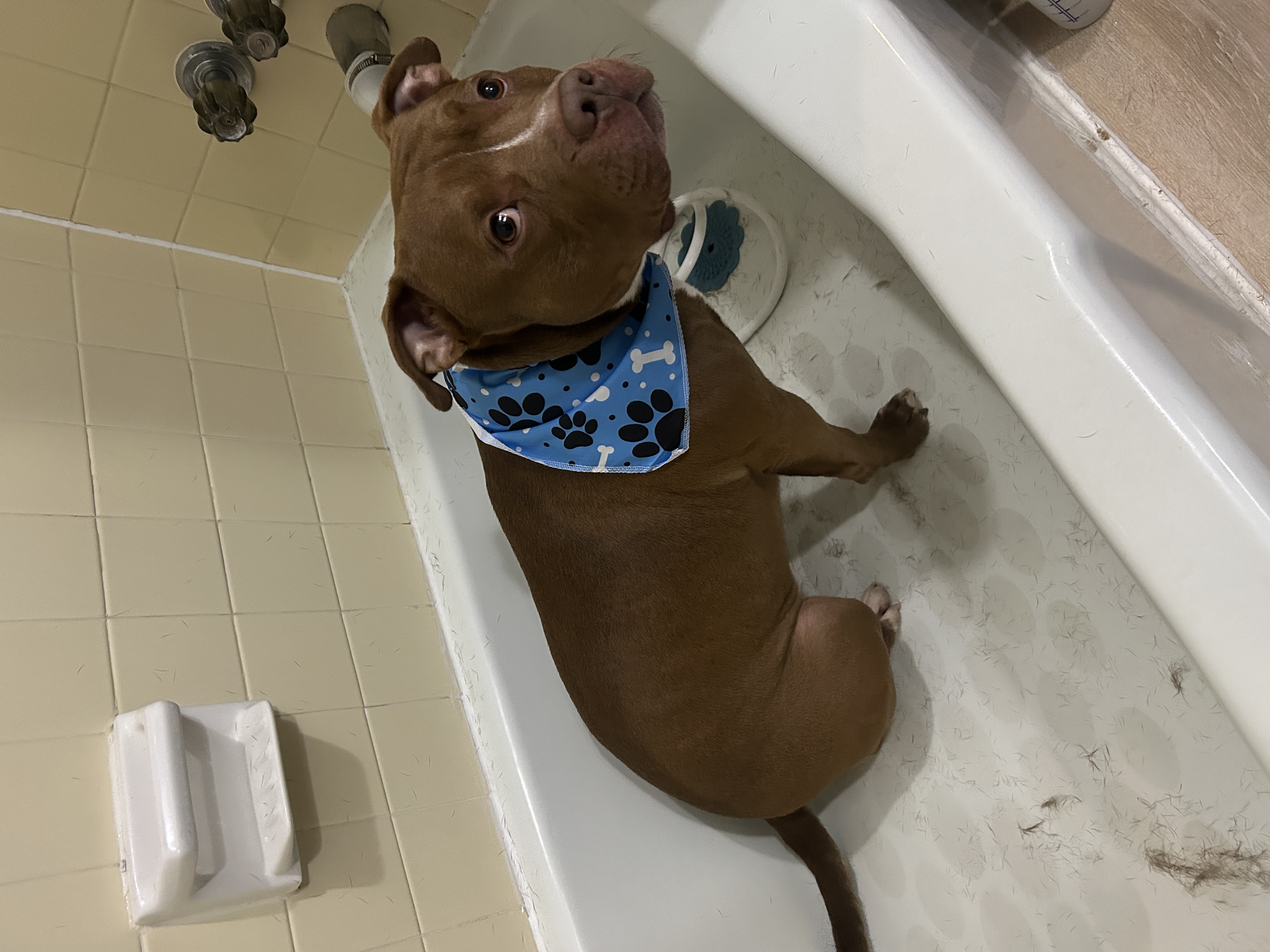 Sewickley Heights Haircuts & Breed-Specific Styling