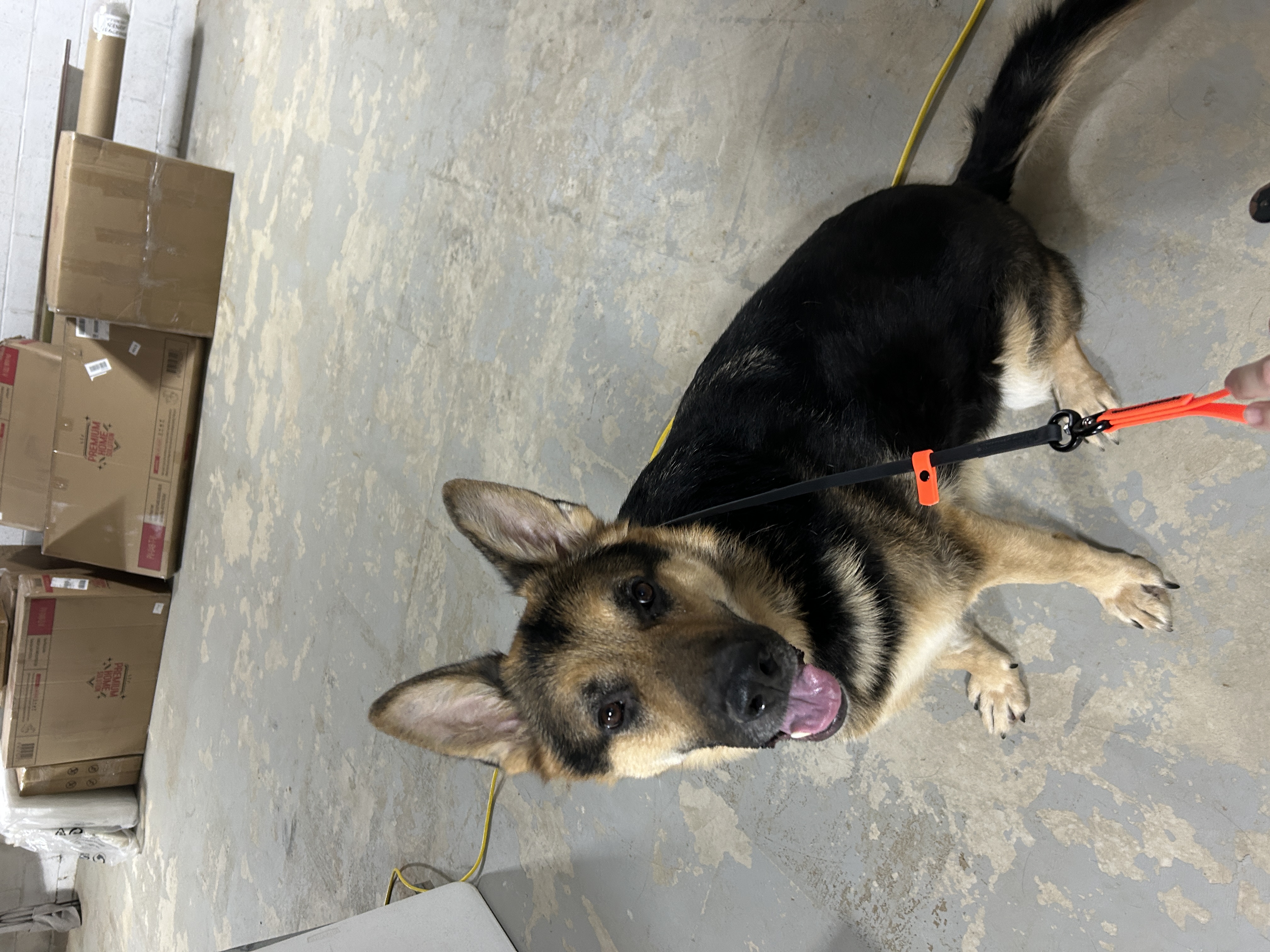 O'Hara Township Full Service Dog Grooming