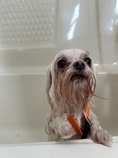 Bath, Blow Dry & Brush-Out