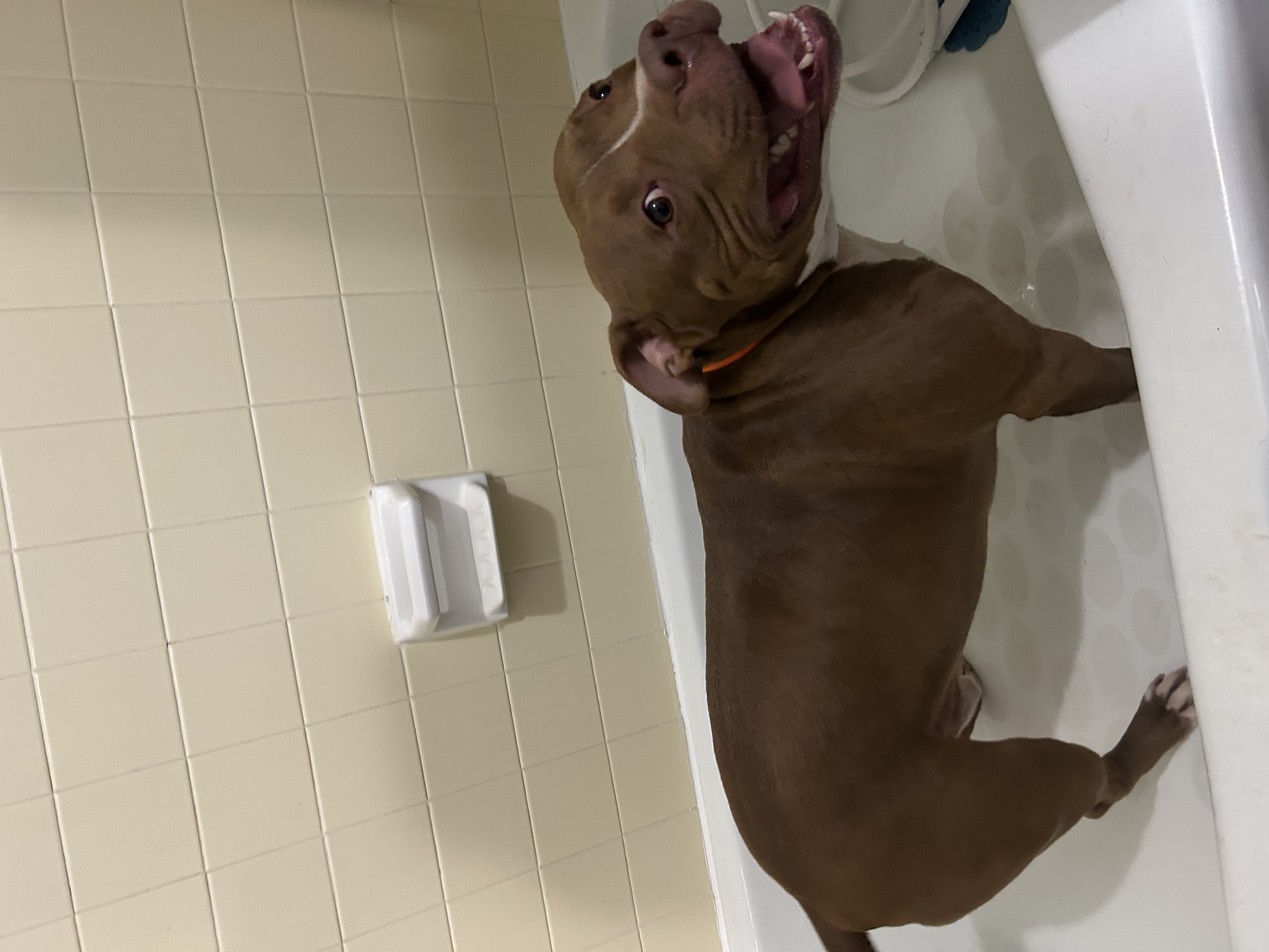 Wexford Full Service Dog Grooming