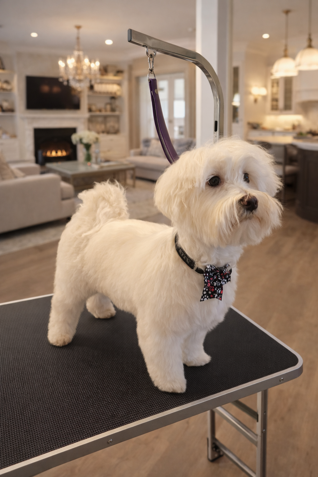 Full Service Dog Grooming Fox Chapel