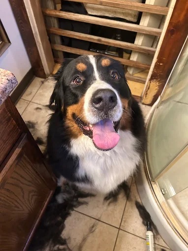 Grooming for Anxious Dogs Fox Chapel