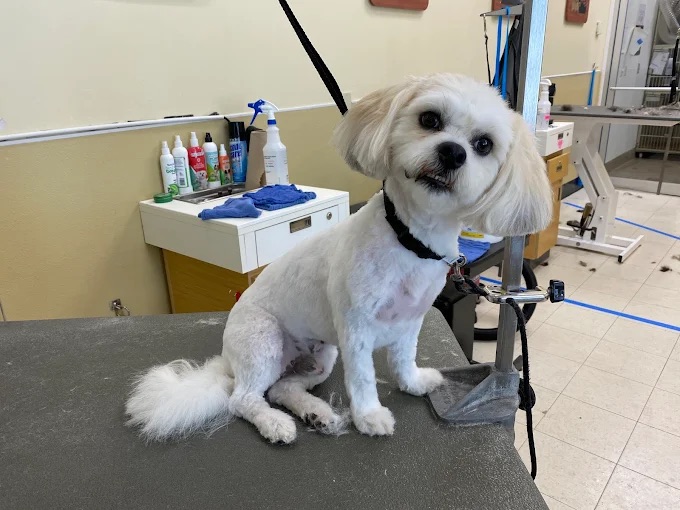 Bath, Blow Dry & Brush-Out