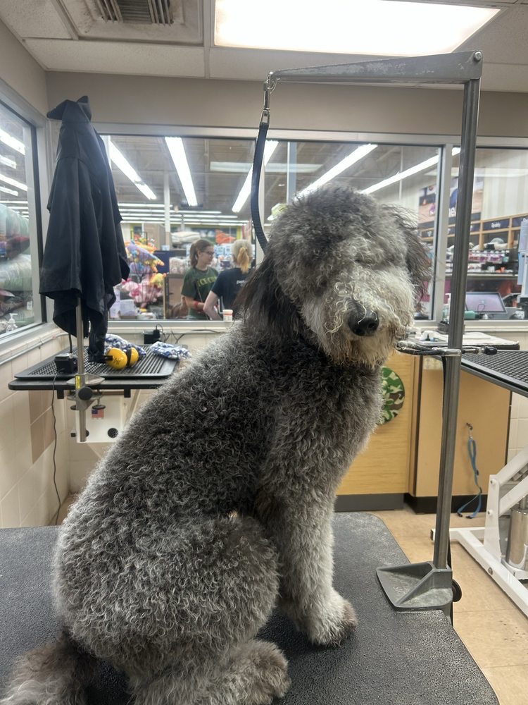 De-Shedding Fox Chapel