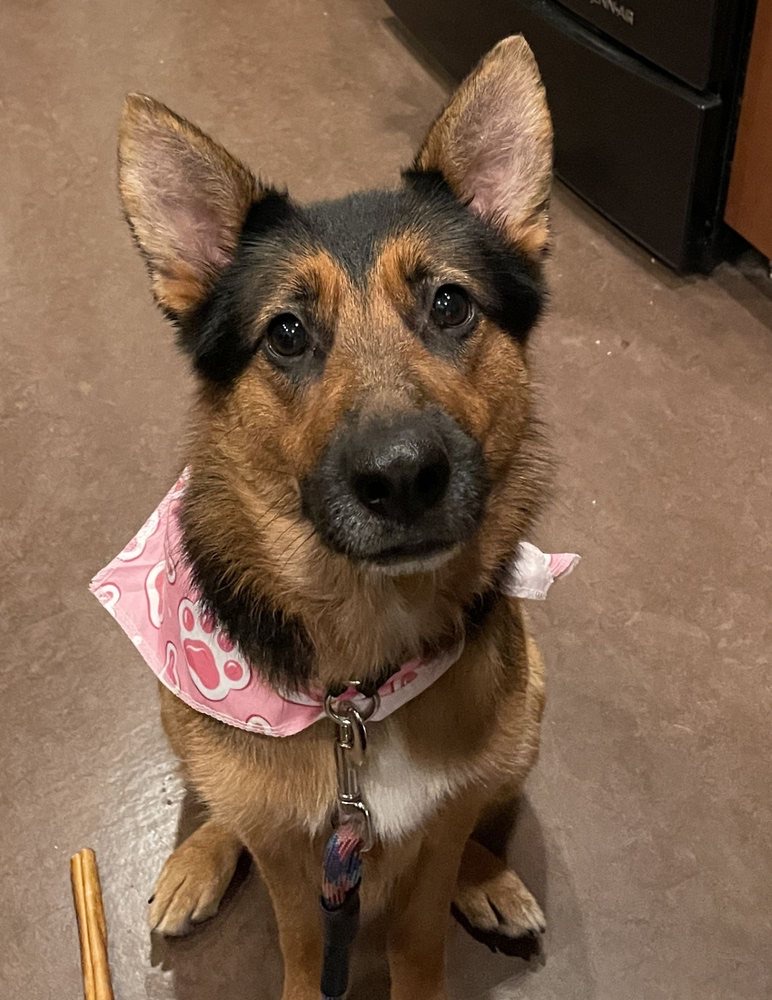 Fox Chapel Grooming for Anxious Dogs