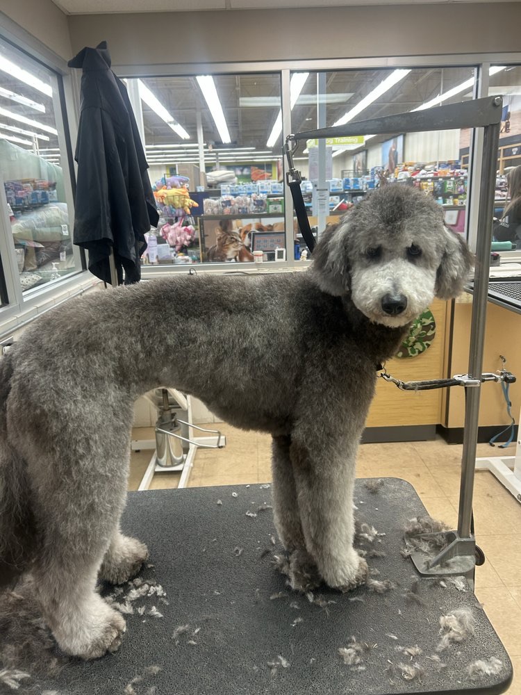 Puppy Intro Grooming Fox Chapel