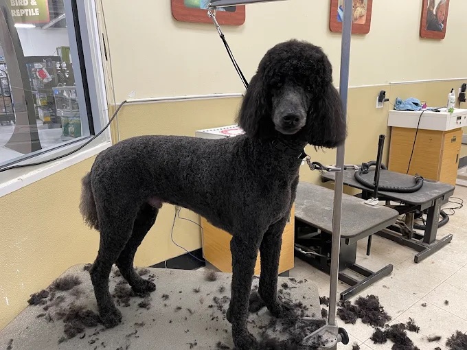 Upper St. Clair Full Service Dog Grooming