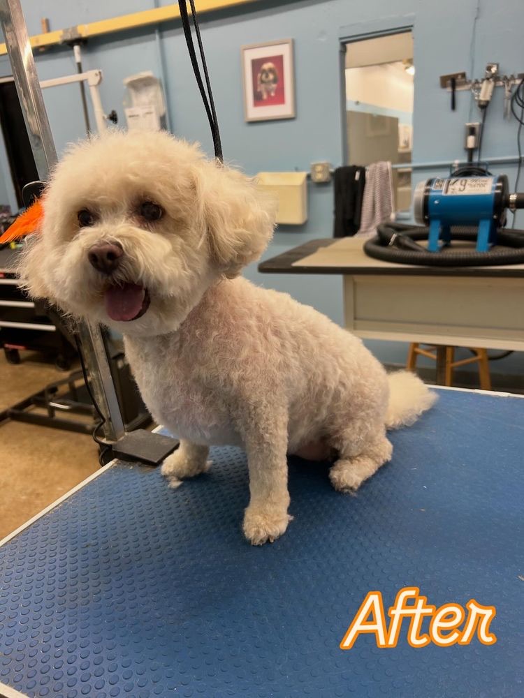 Franklin Park Full Service Dog Grooming