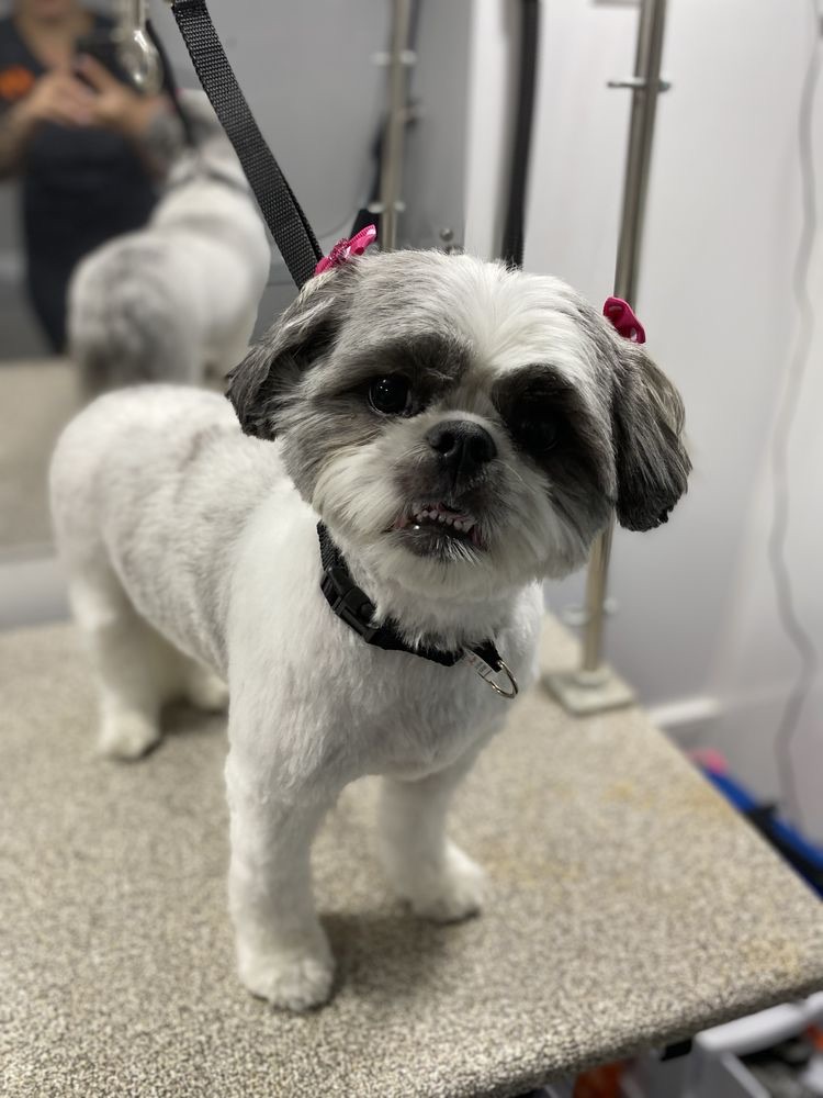 Sewickley Heights Senior Dog Grooming