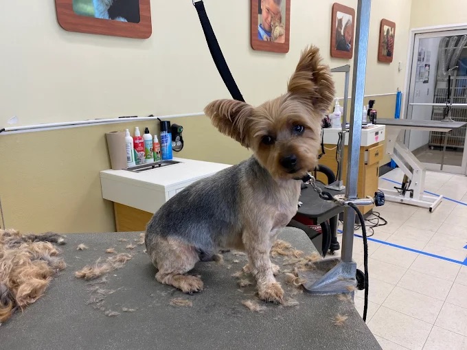 Upper St. Clair Haircuts & Breed-Specific Styling
