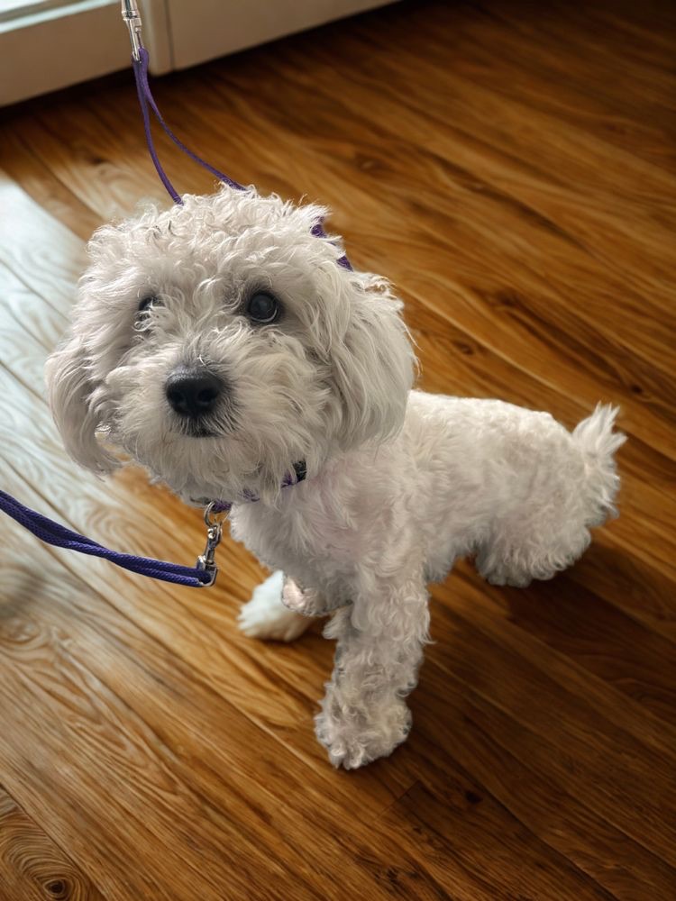 Sewickley Heights Grooming for Anxious Dogs