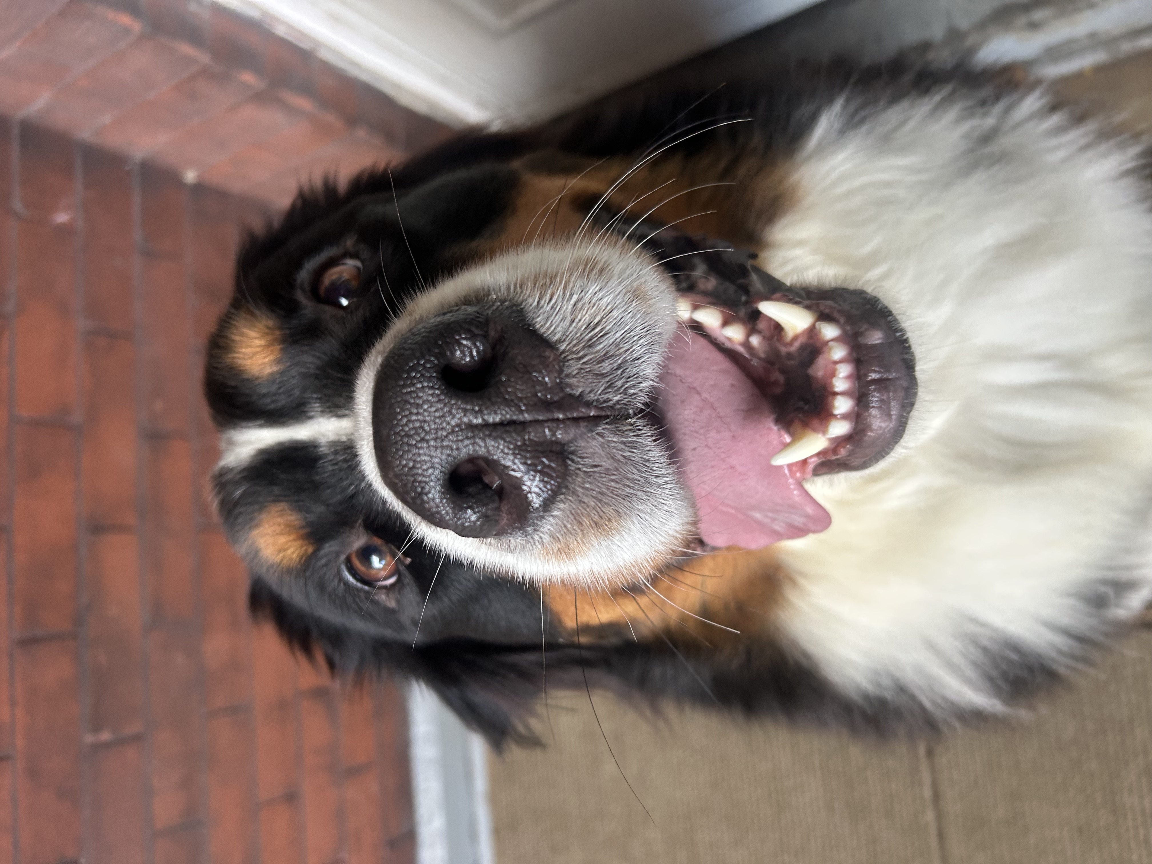 Allison Park Haircuts & Breed-Specific Styling