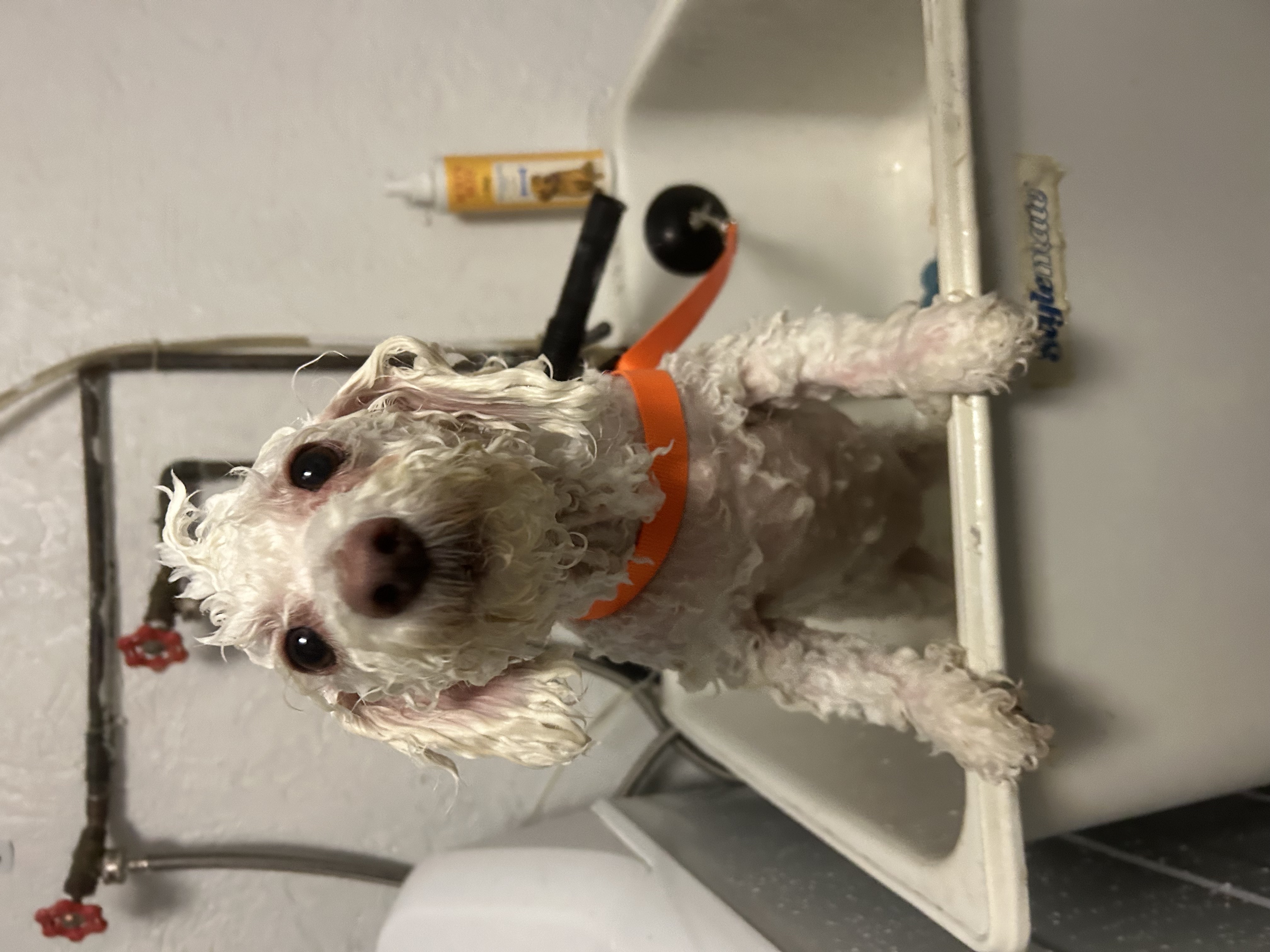 Full Service Dog Grooming