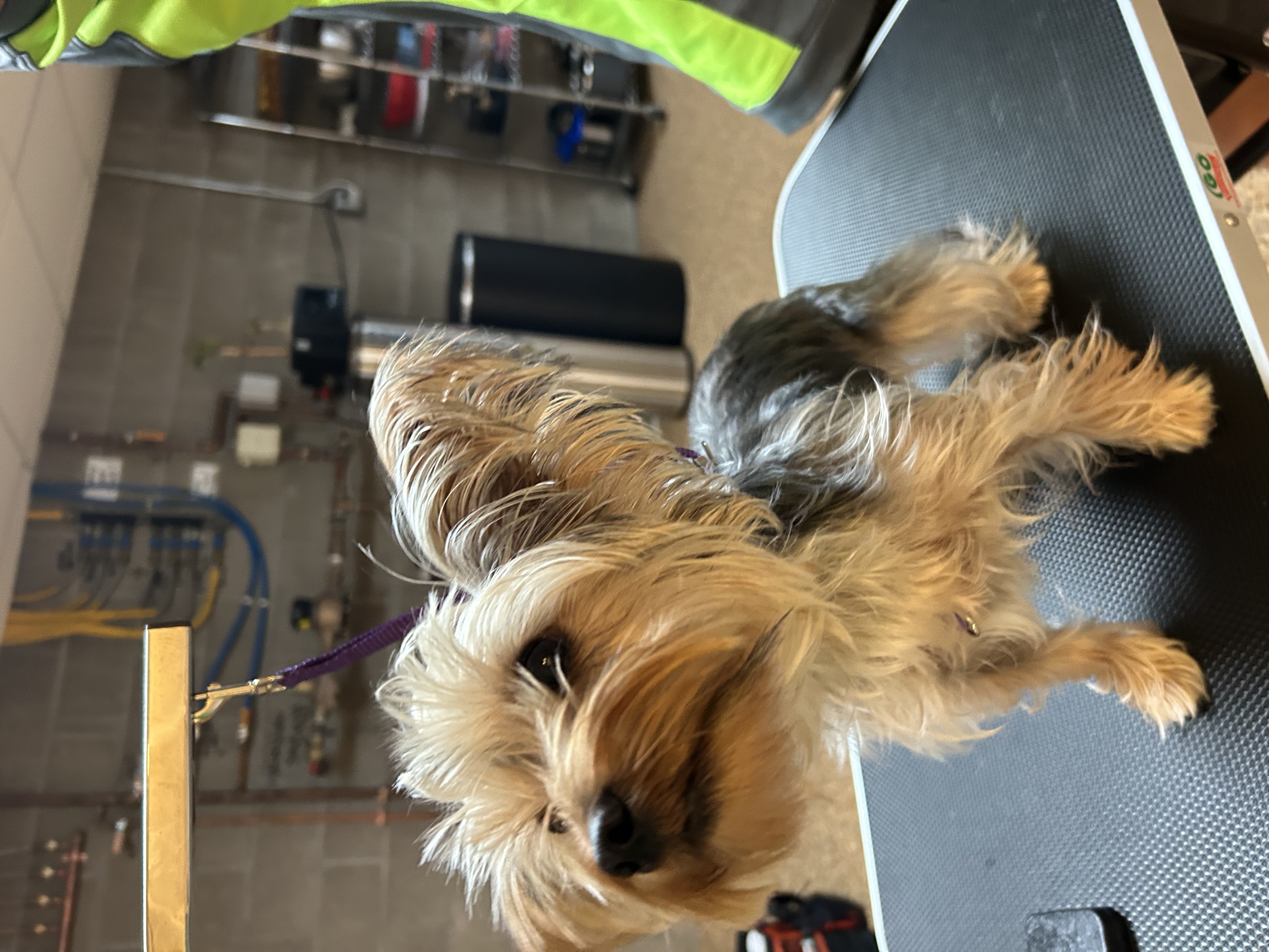 Aspinwall Full Service Dog Grooming