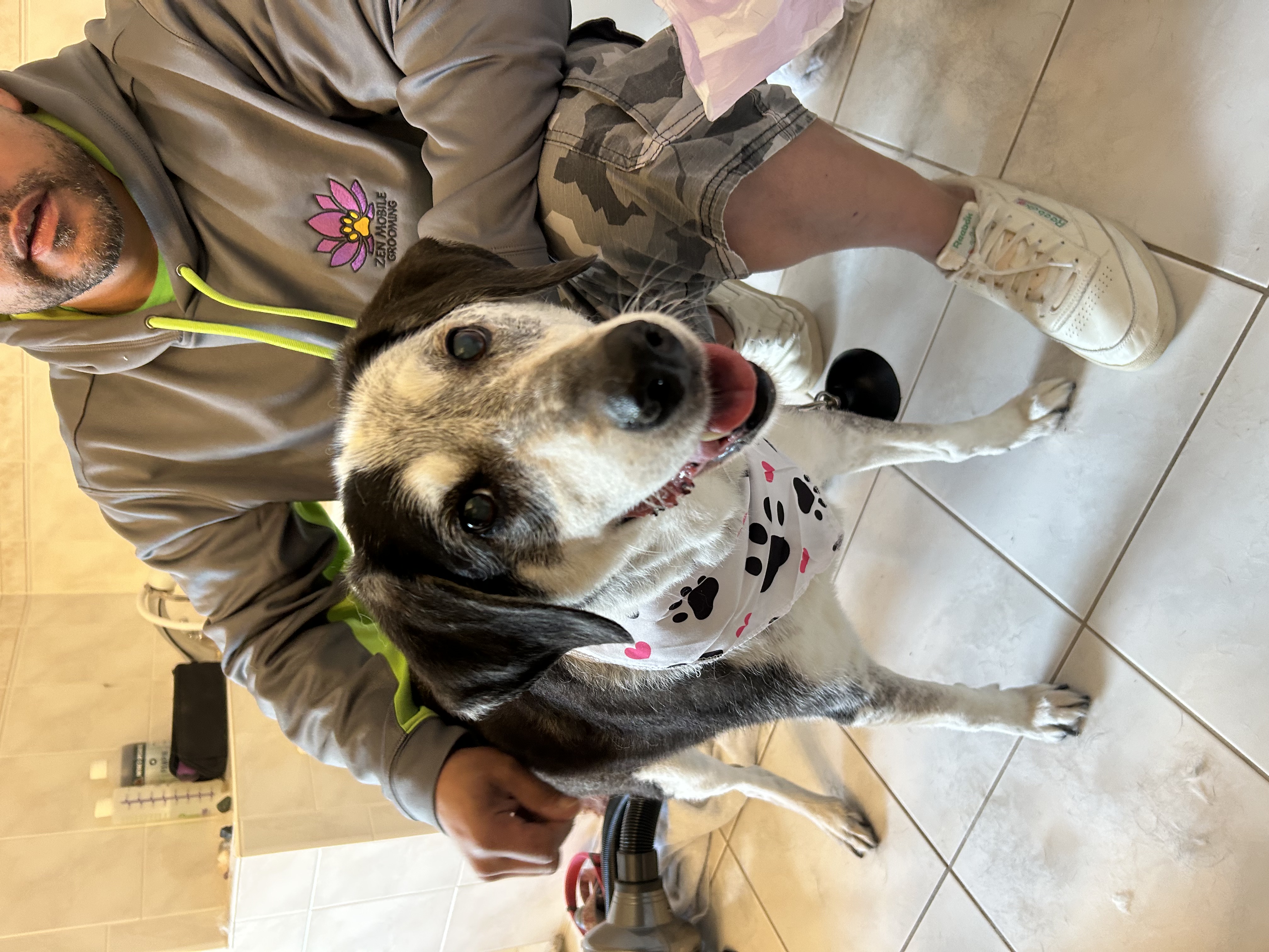 Aspinwall Haircuts & Breed-Specific Styling