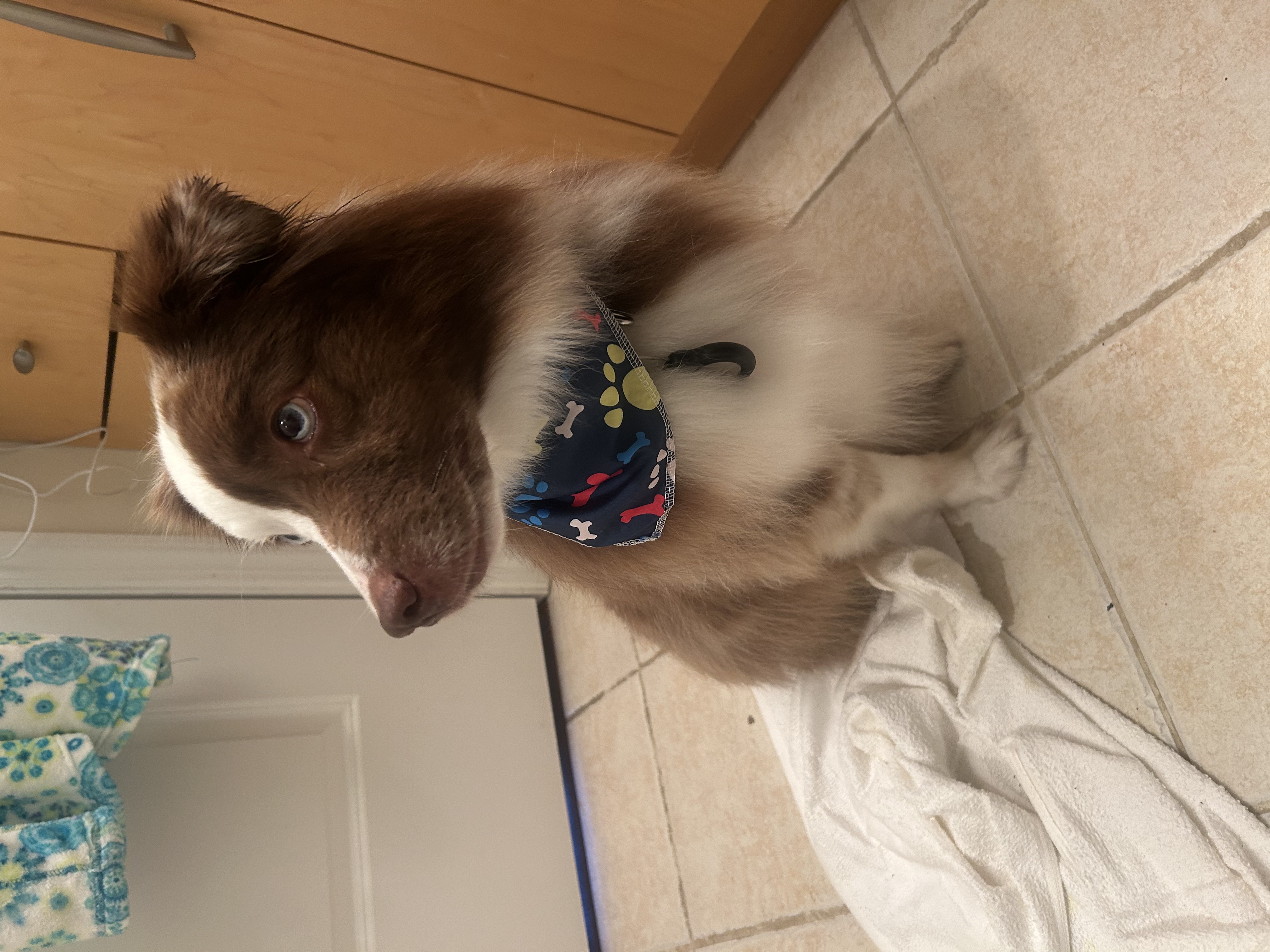 In-Home Dog Grooming Fox Chapel