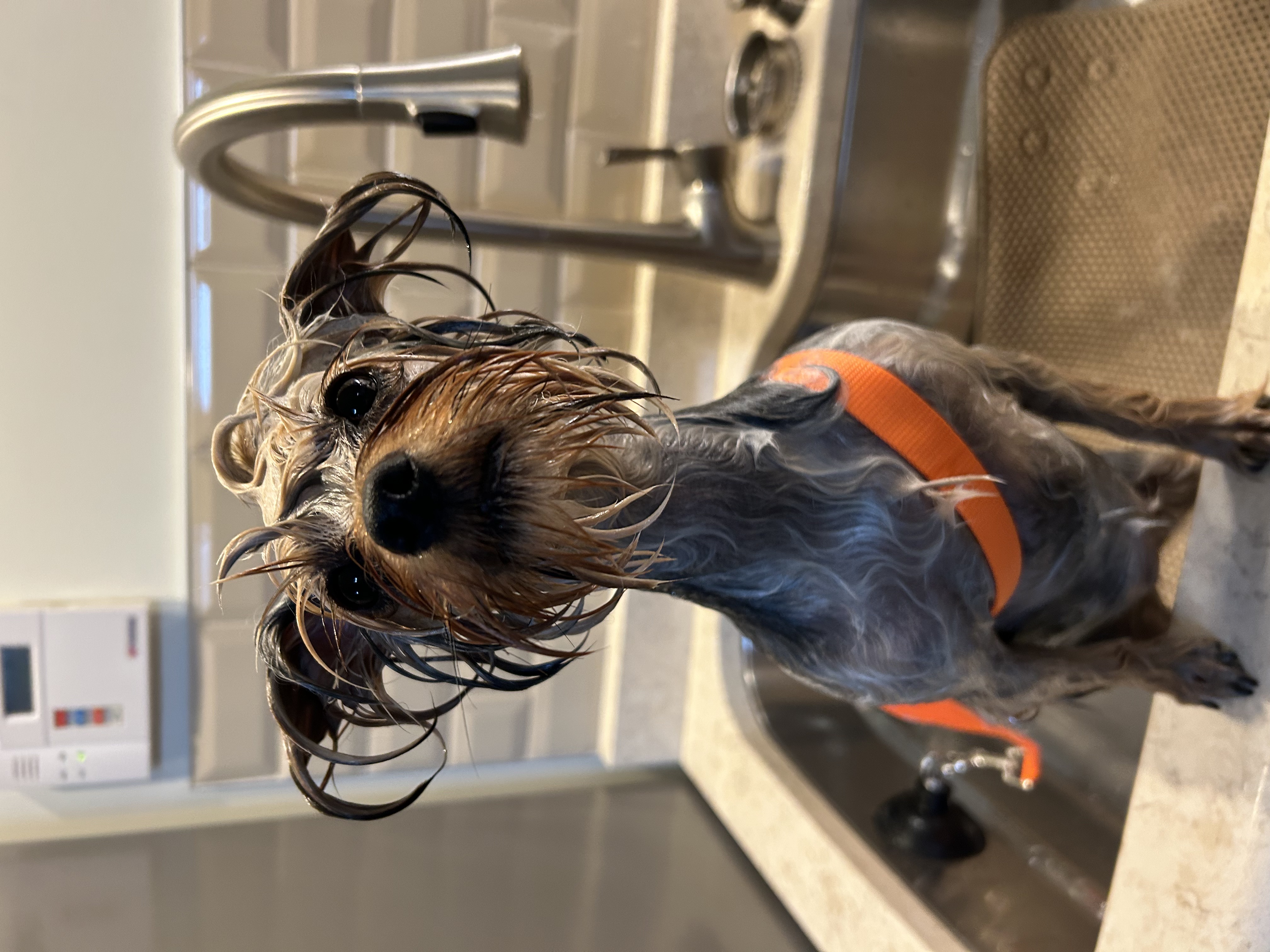 Ben Avon Haircuts & Breed-Specific Styling