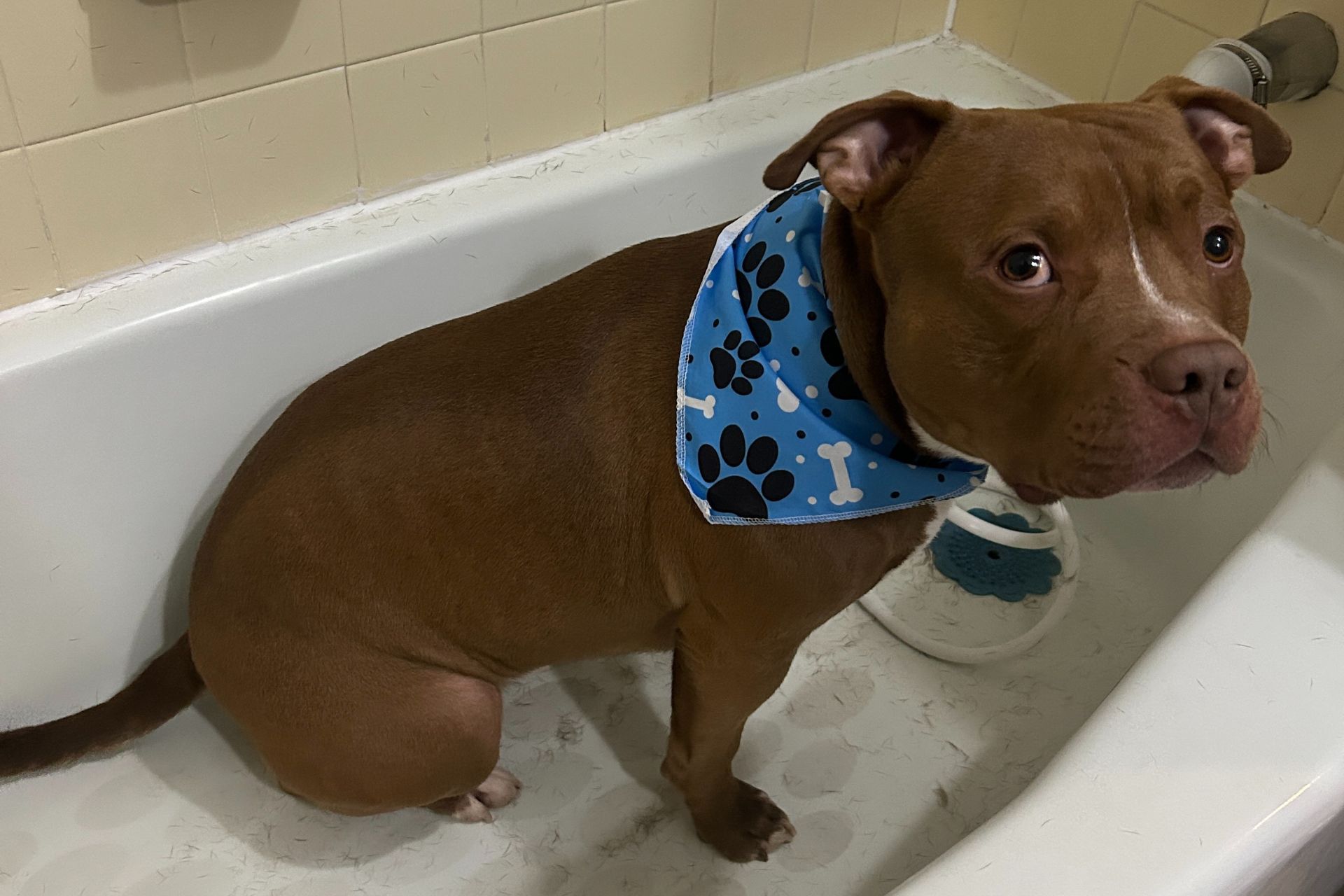 Grooming for Anxious Dogs in Fox Chapel