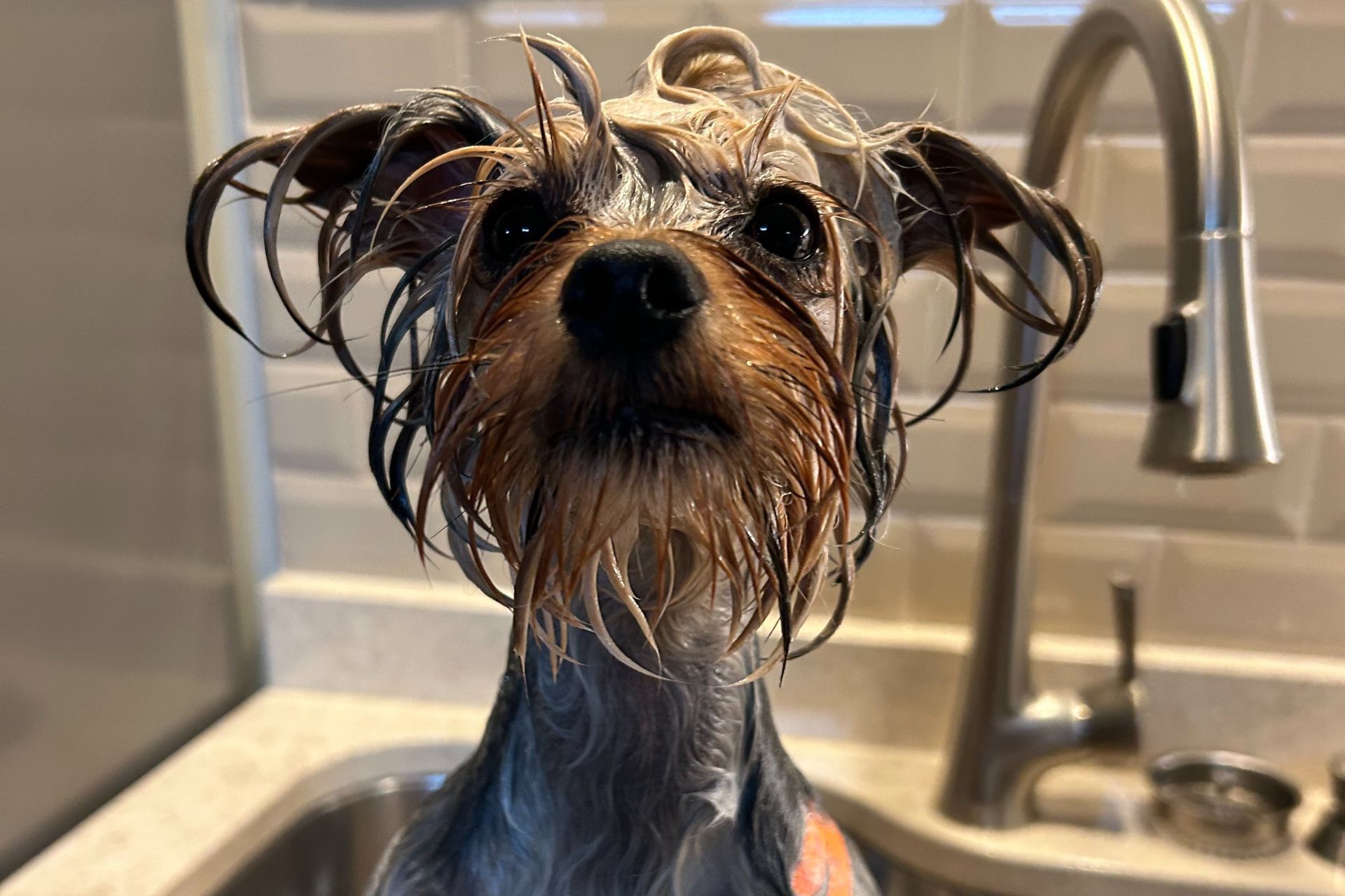 Full Service Dog Grooming