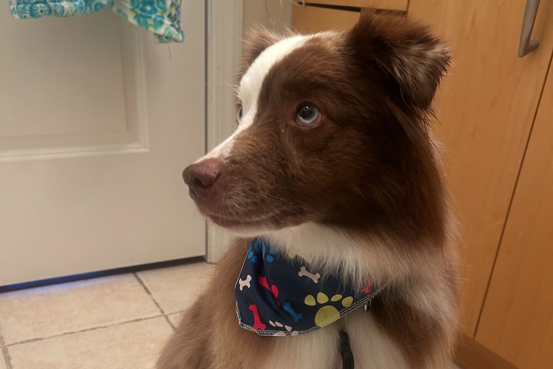 Puppy Intro Grooming in Fox Chapel