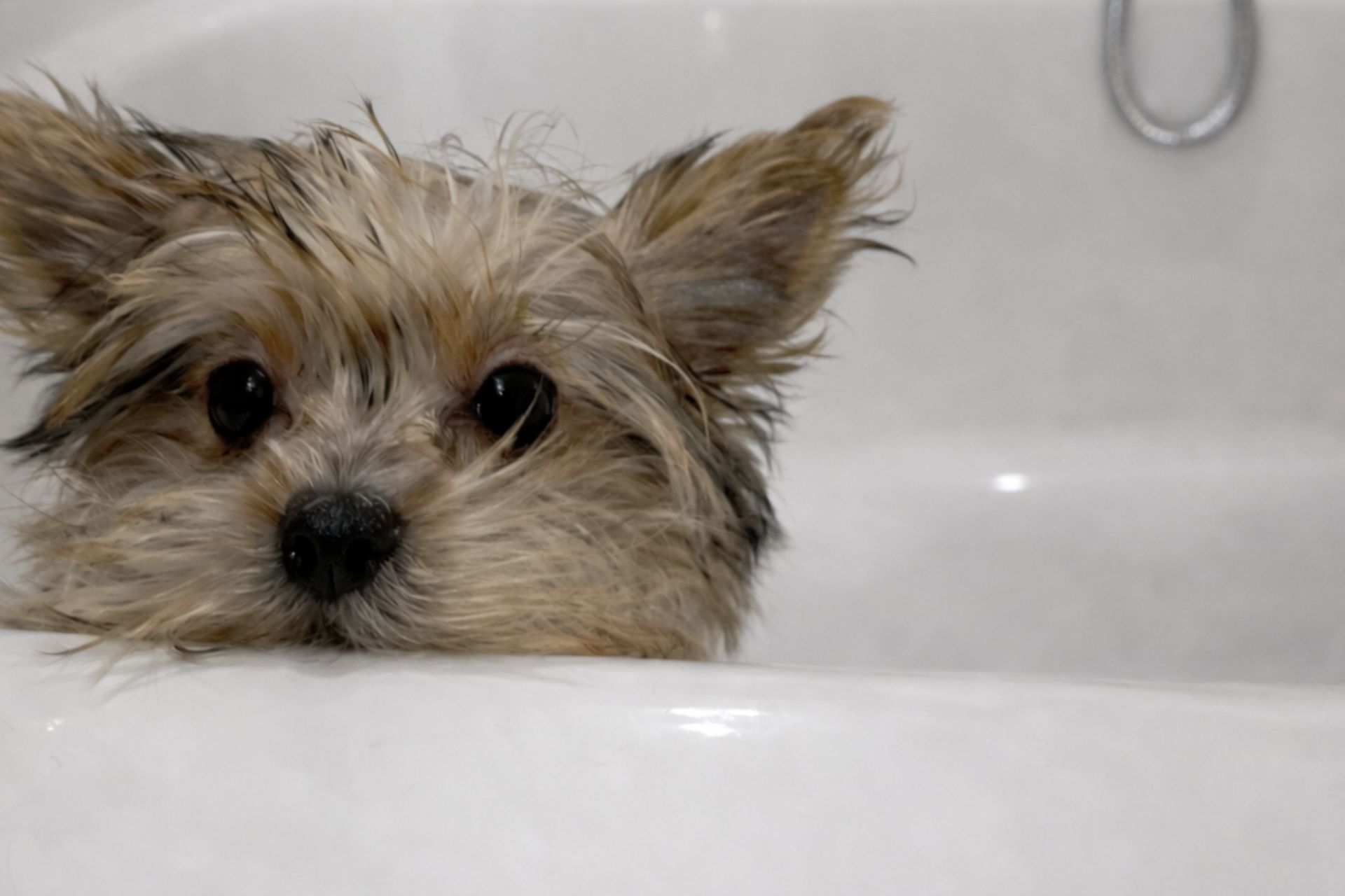 Bath, Blow Dry & Brush-Out in Fox Chapel