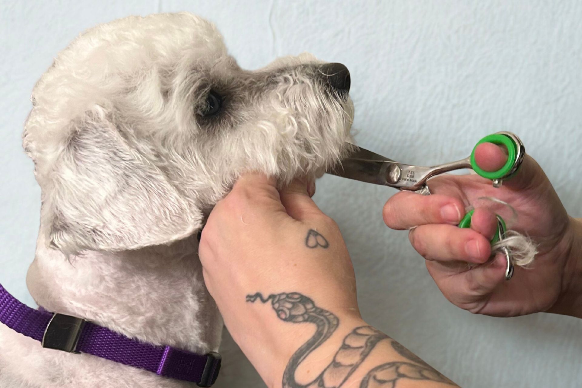 Face, Feet & Sanitary Trims in Fox Chapel