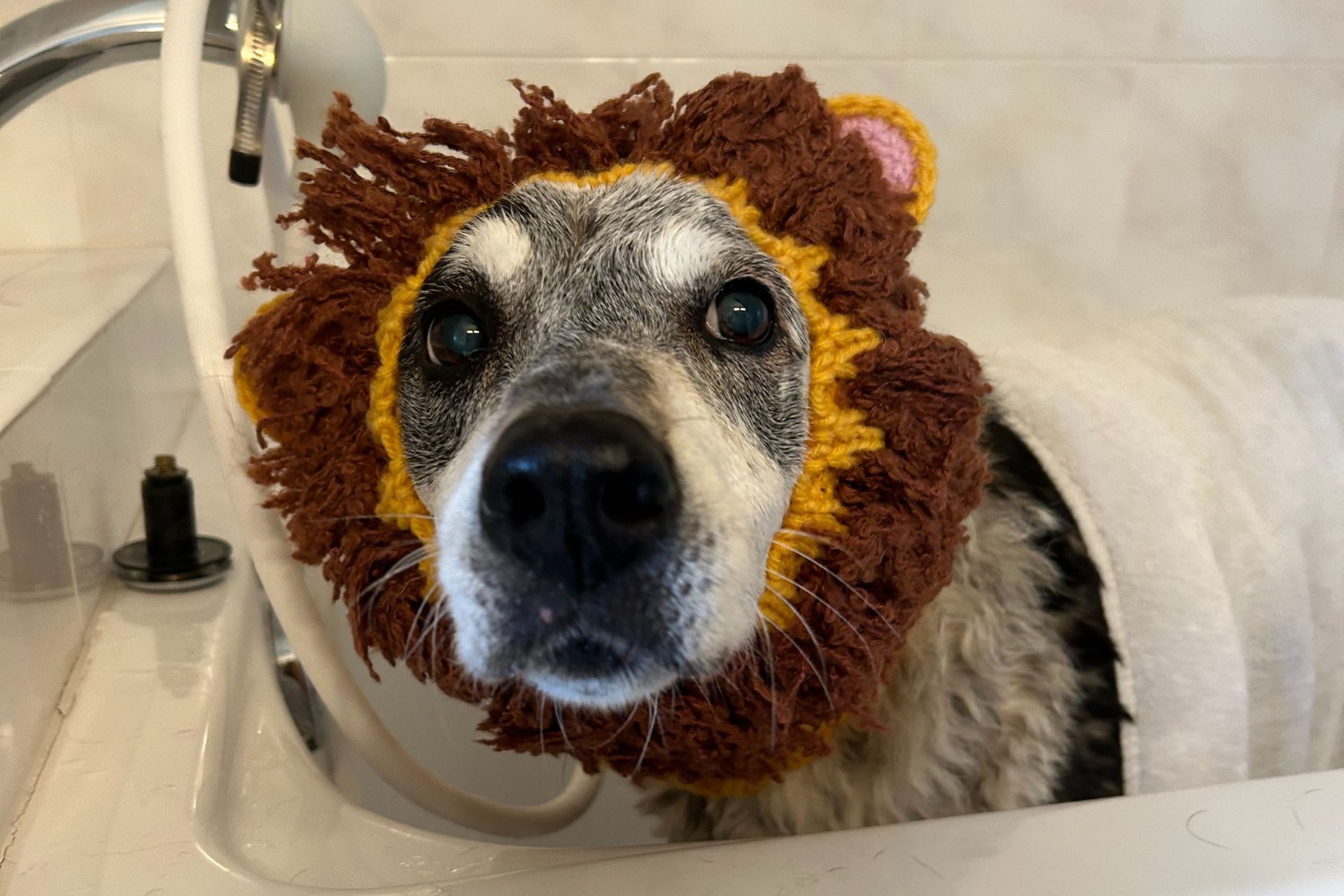 Senior Dog Grooming in Fox Chapel