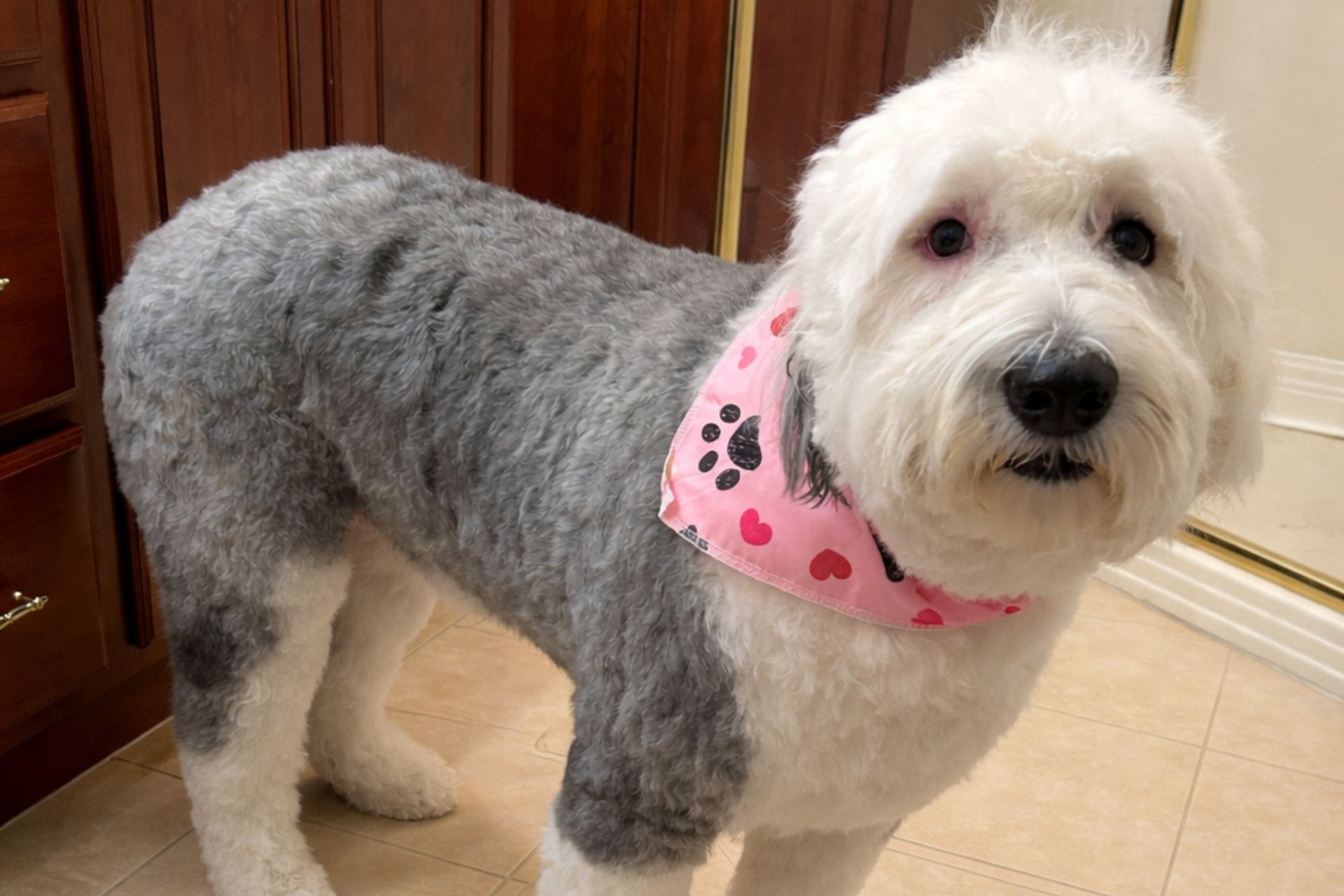 Full Service Dog Grooming