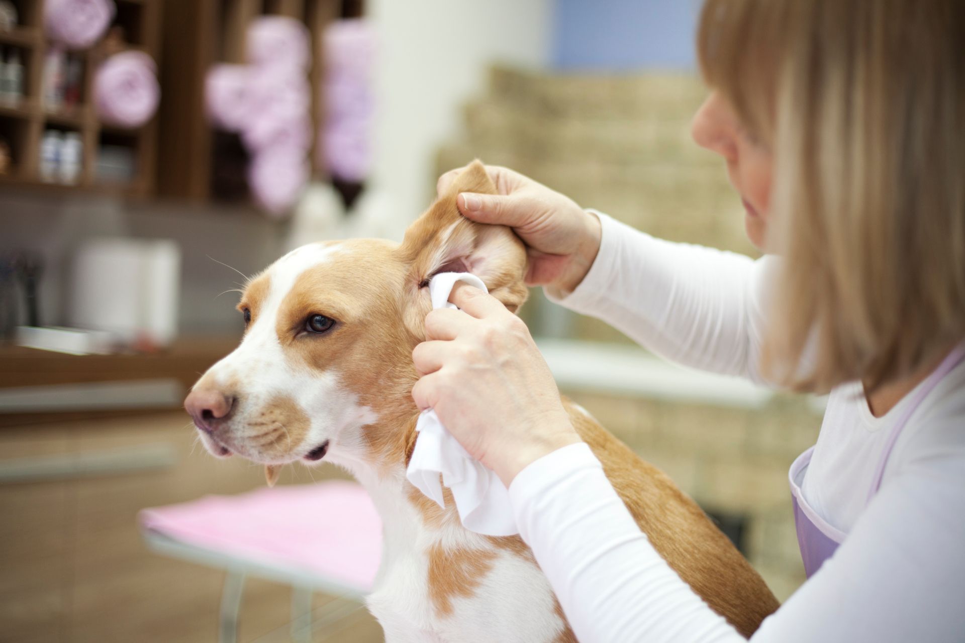 Full Service Dog Grooming