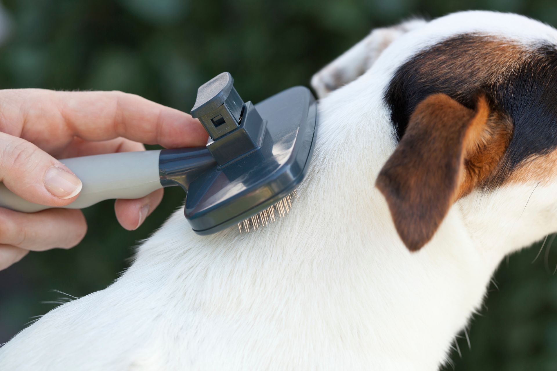 Sewickley Heights De-Shedding