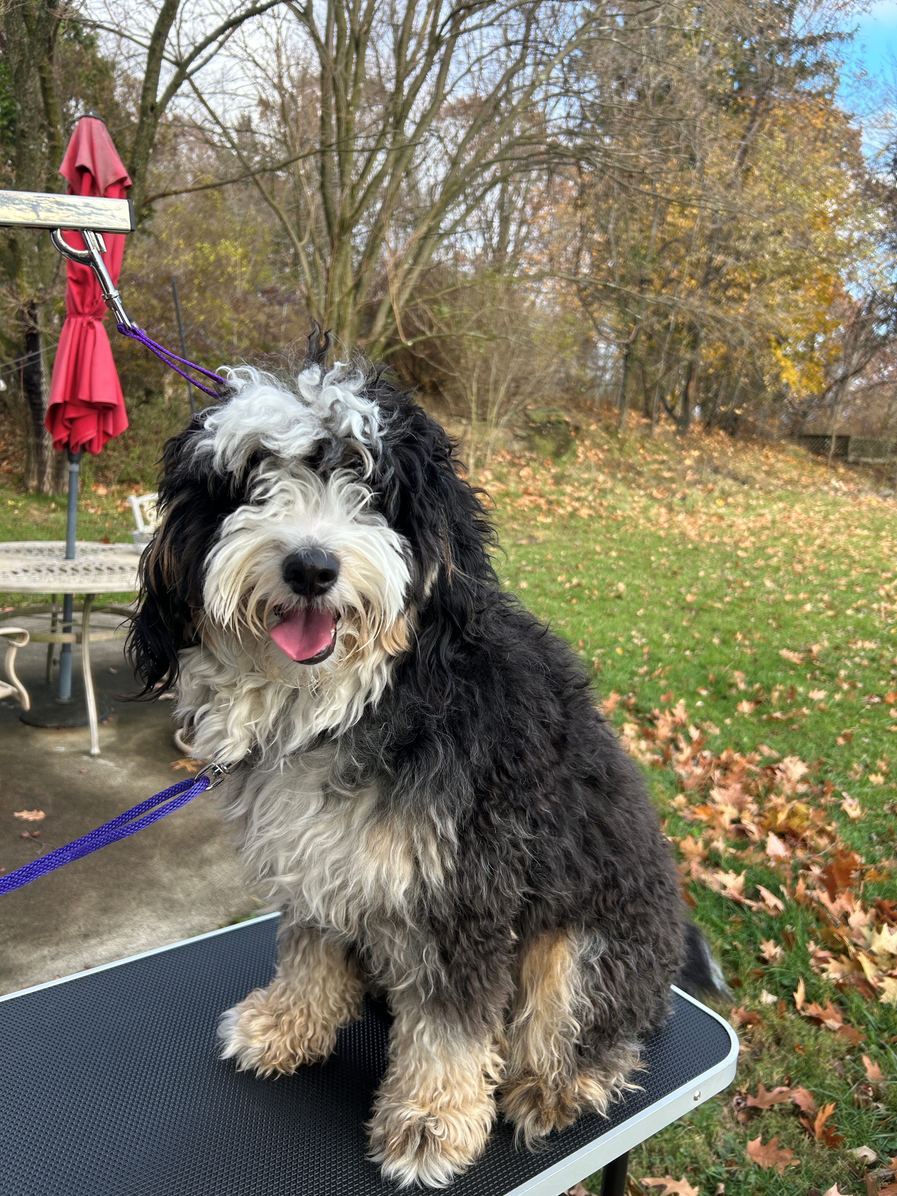 Happy curly-coated black and white dog sitting on an outdoor grooming table during an in-home grooming visit, showing calm, gentle care.