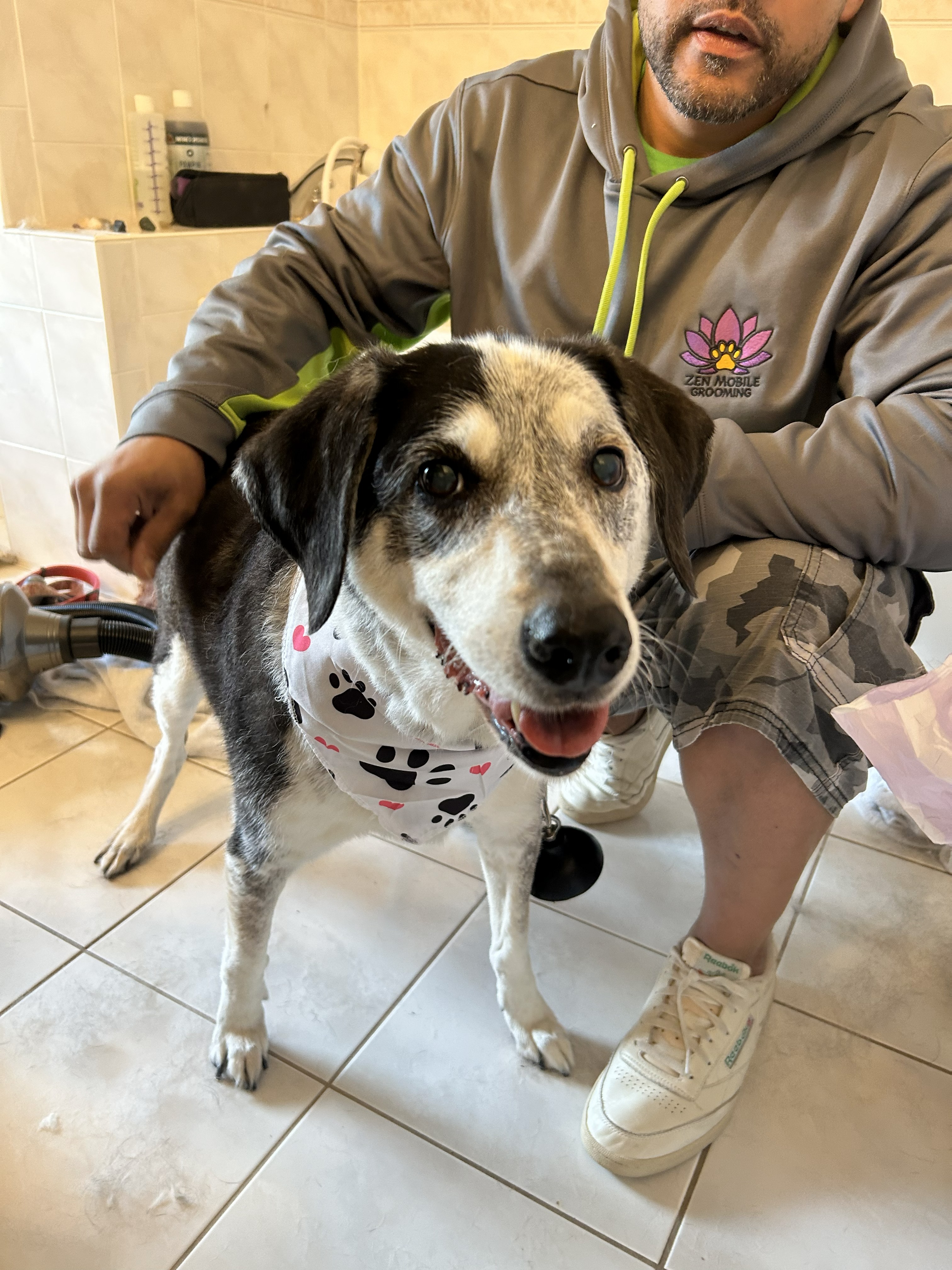 Fox Chapel Senior Dog Grooming