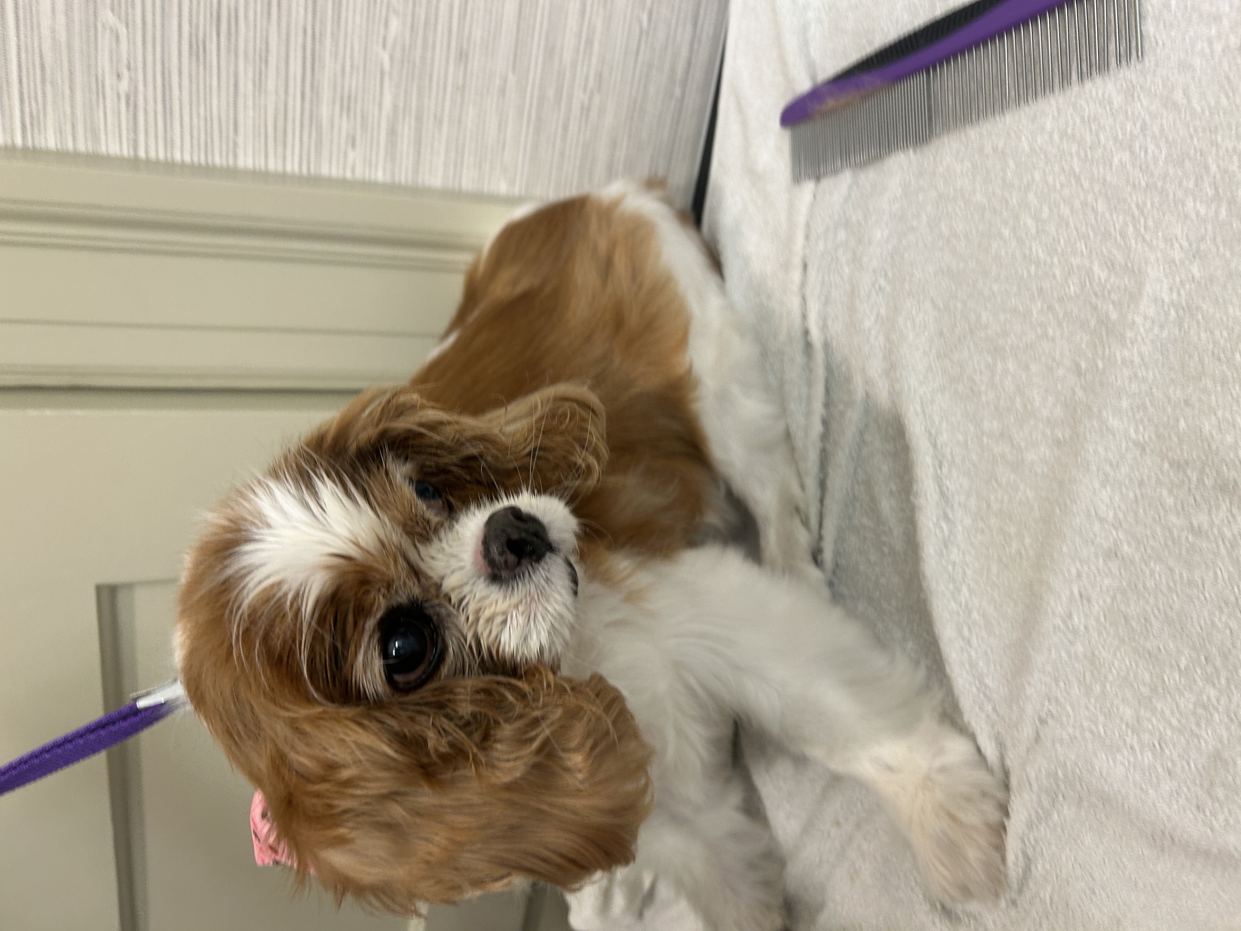 Senior Dog Grooming in Fox Chapel