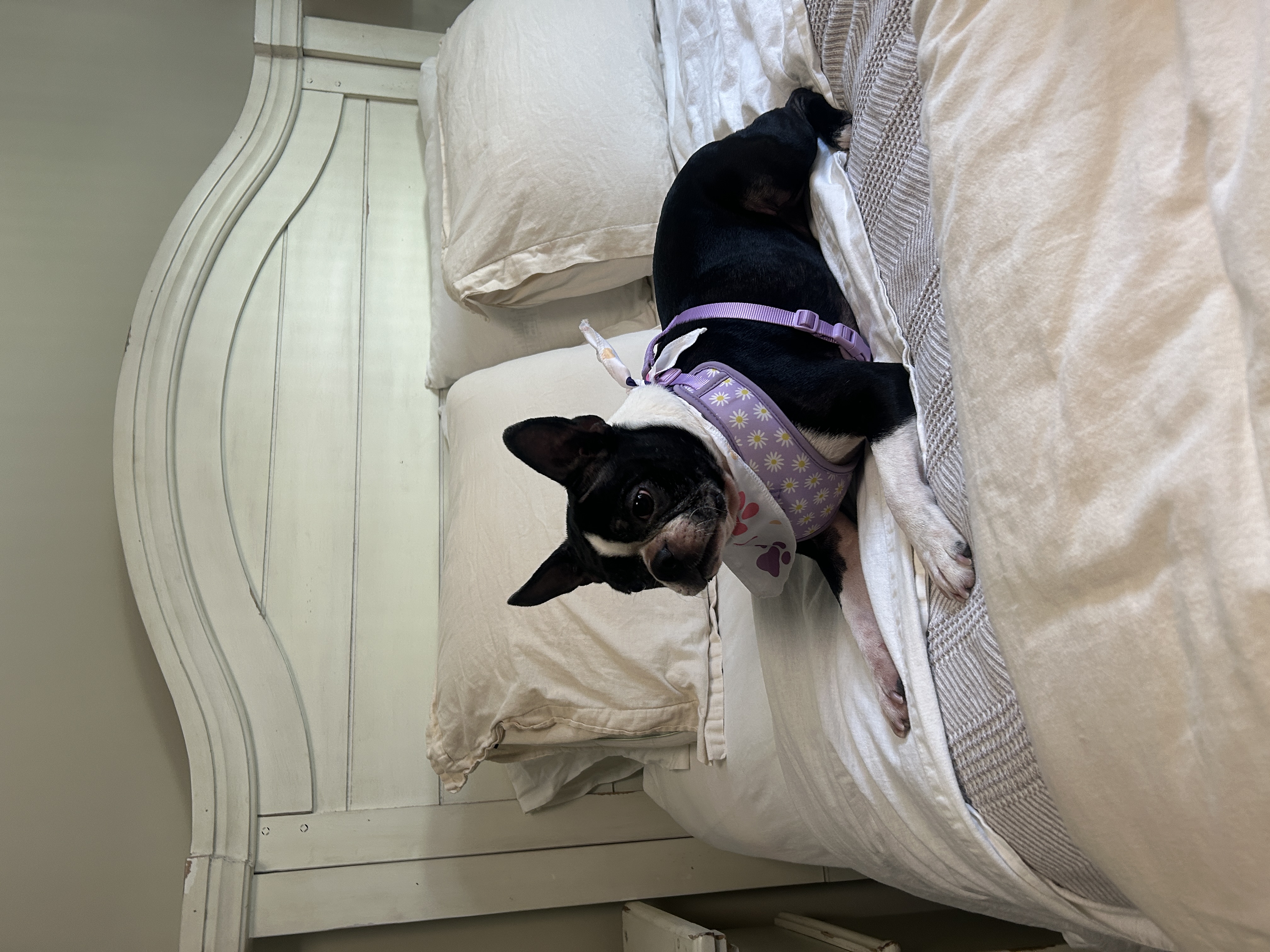 Grooming for Anxious Dogs in Fox Chapel