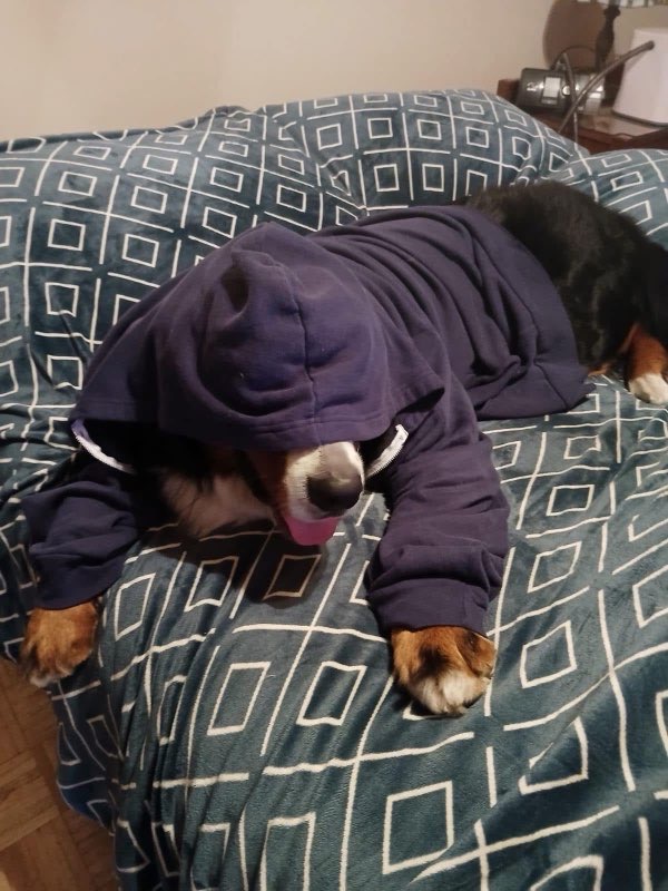 Dog lying on a bed wearing an oversized hoodie, resting comfortably with its head partially covered.