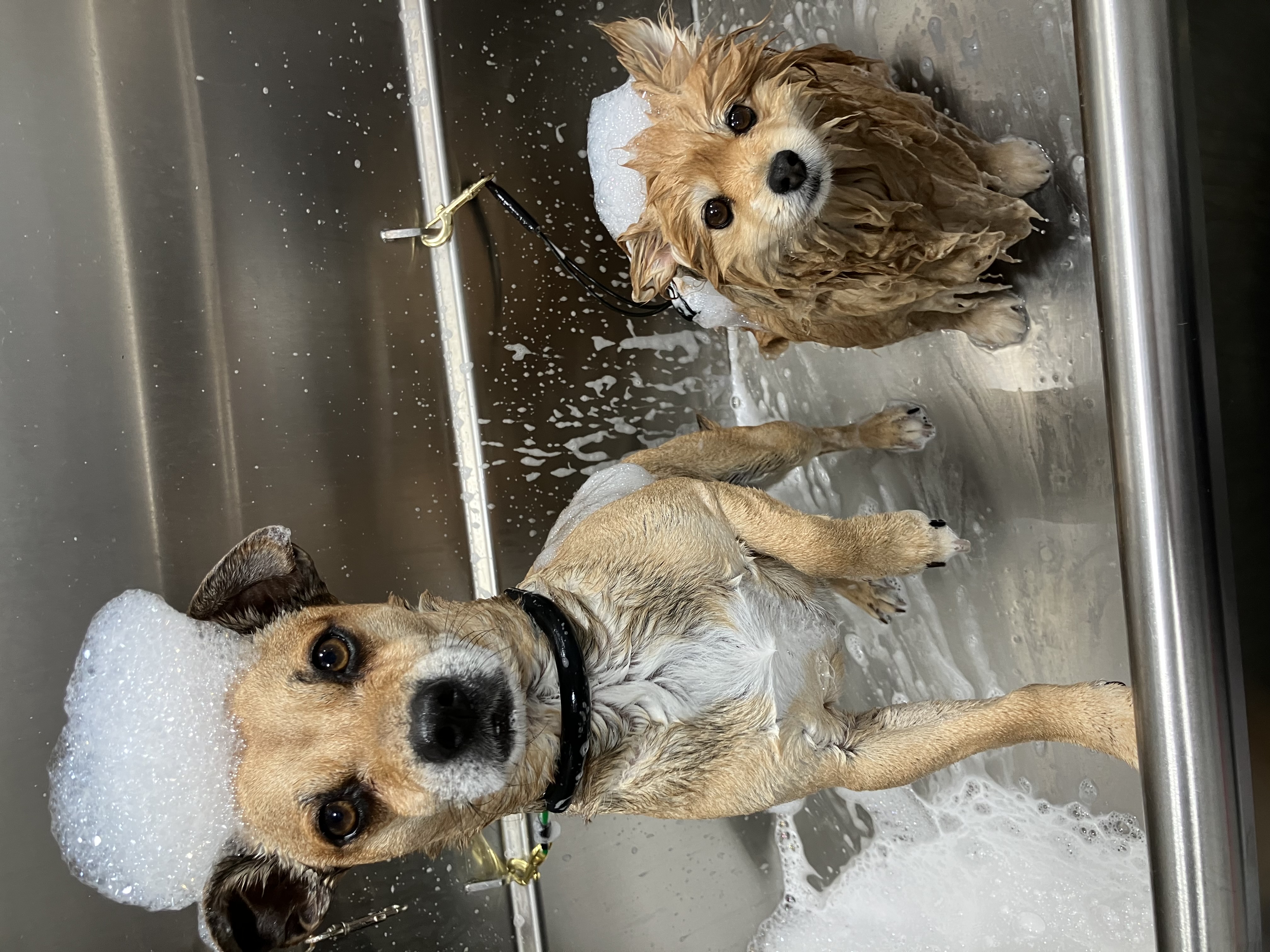 Two small dogs enjoying a calm bath during an in-home grooming session, with soft suds and a relaxed grooming environment.