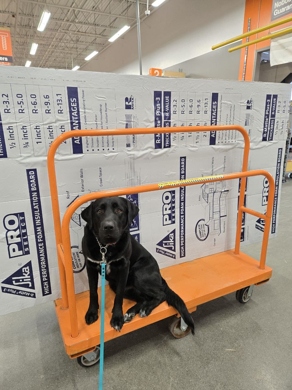 Mowgli at Home Depot