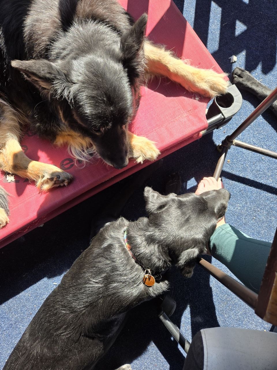 Mowgli SDIT offering a 70 lb DPT on Jenny's Foot Supervised by Retired HRD SAR Dog Glacier